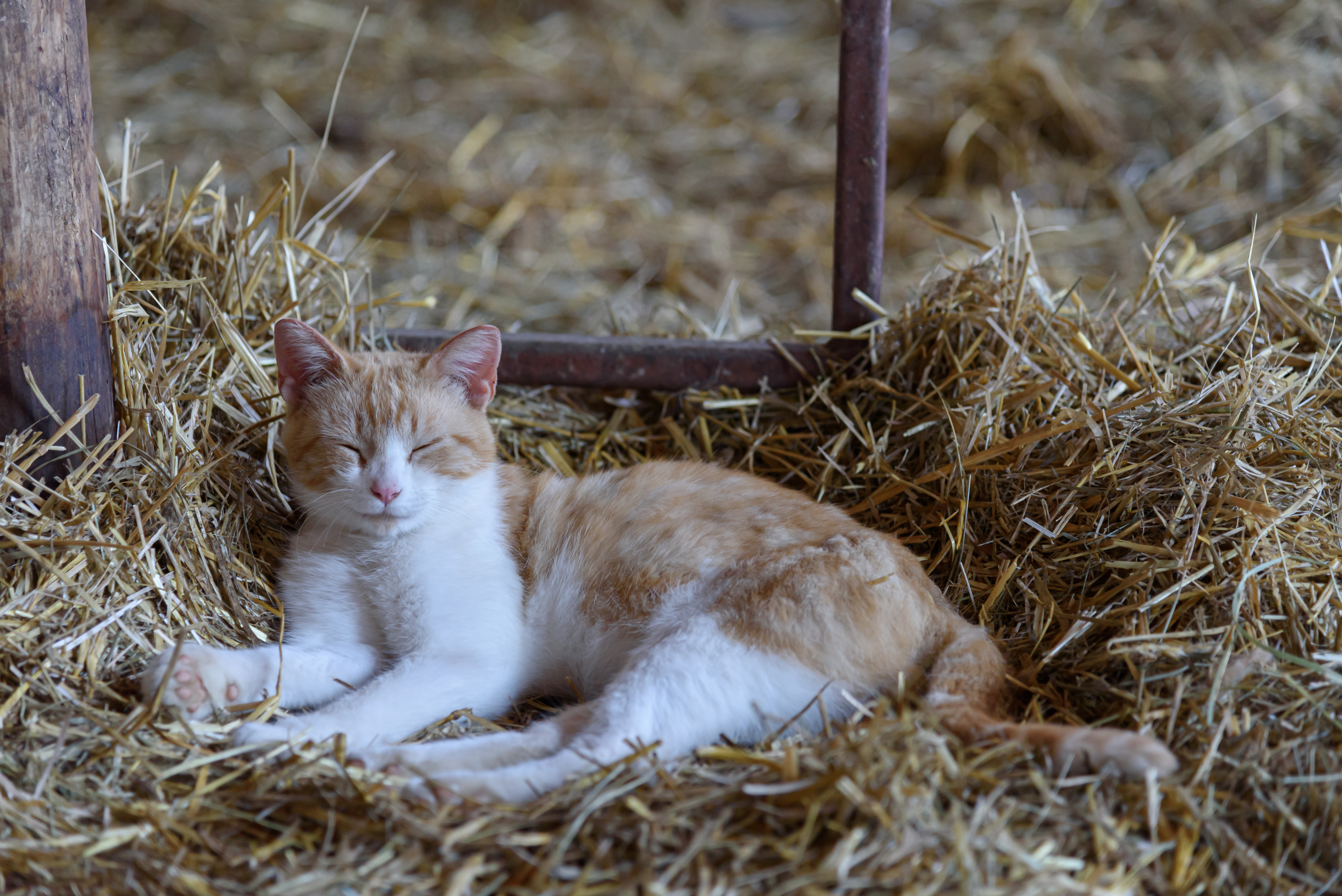 10 of the Cutest Farm Animal Photos You've Ever Seen-11