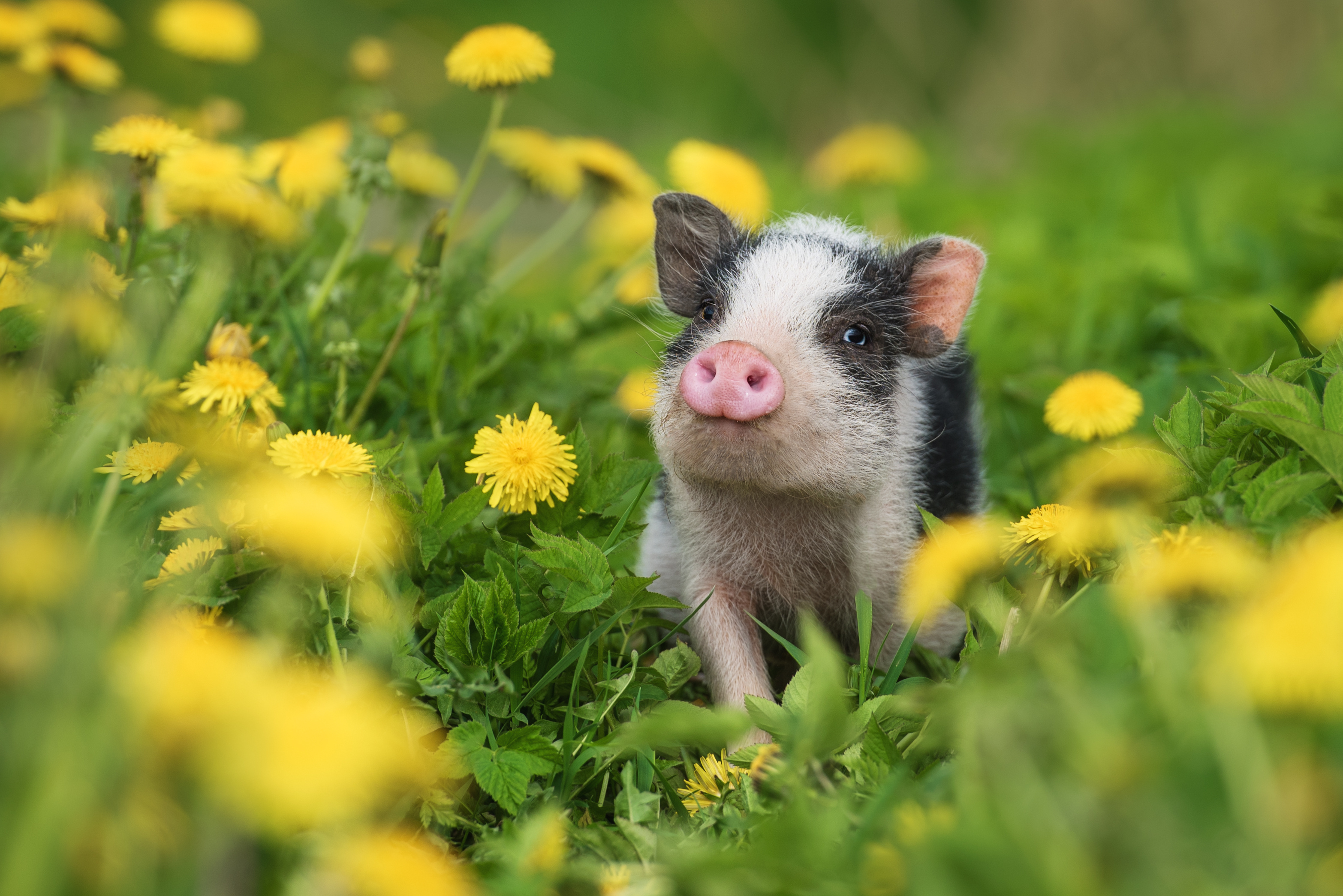 10 of the Cutest Farm Animal Photos You've Ever Seen-3