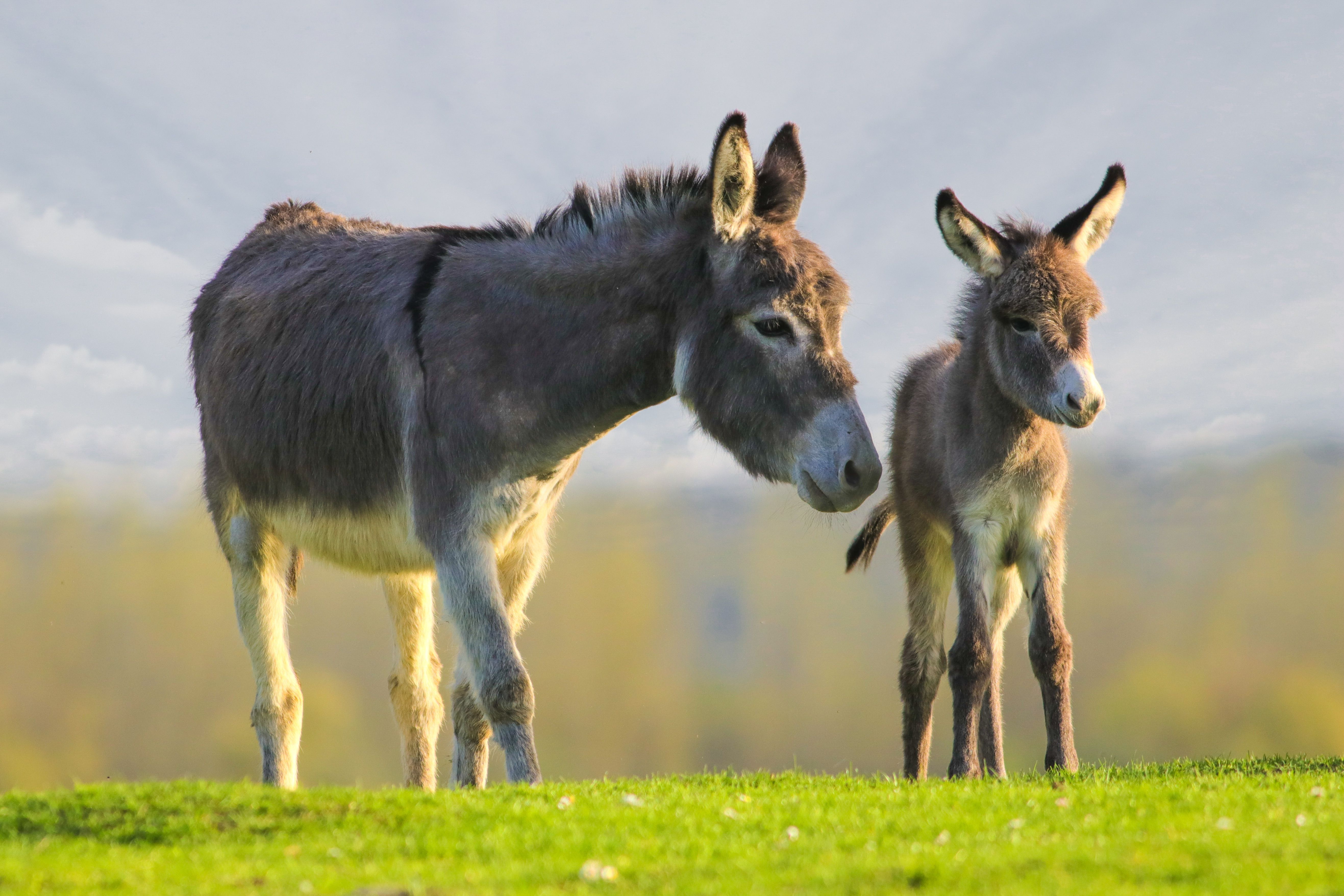 10 of the Cutest Farm Animal Photos You've Ever Seen-4