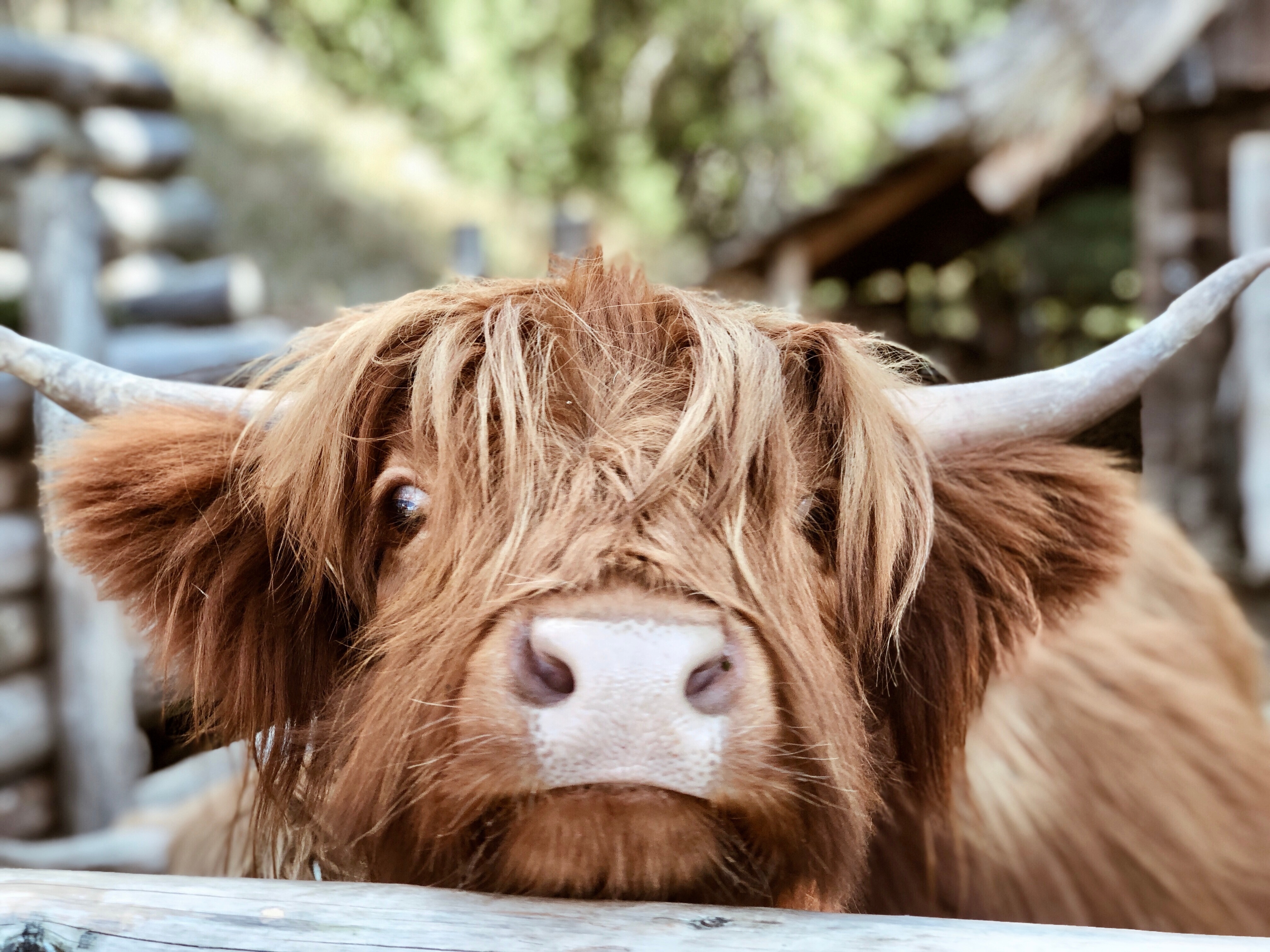 10 of the Cutest Farm Animal Photos You've Ever Seen-6