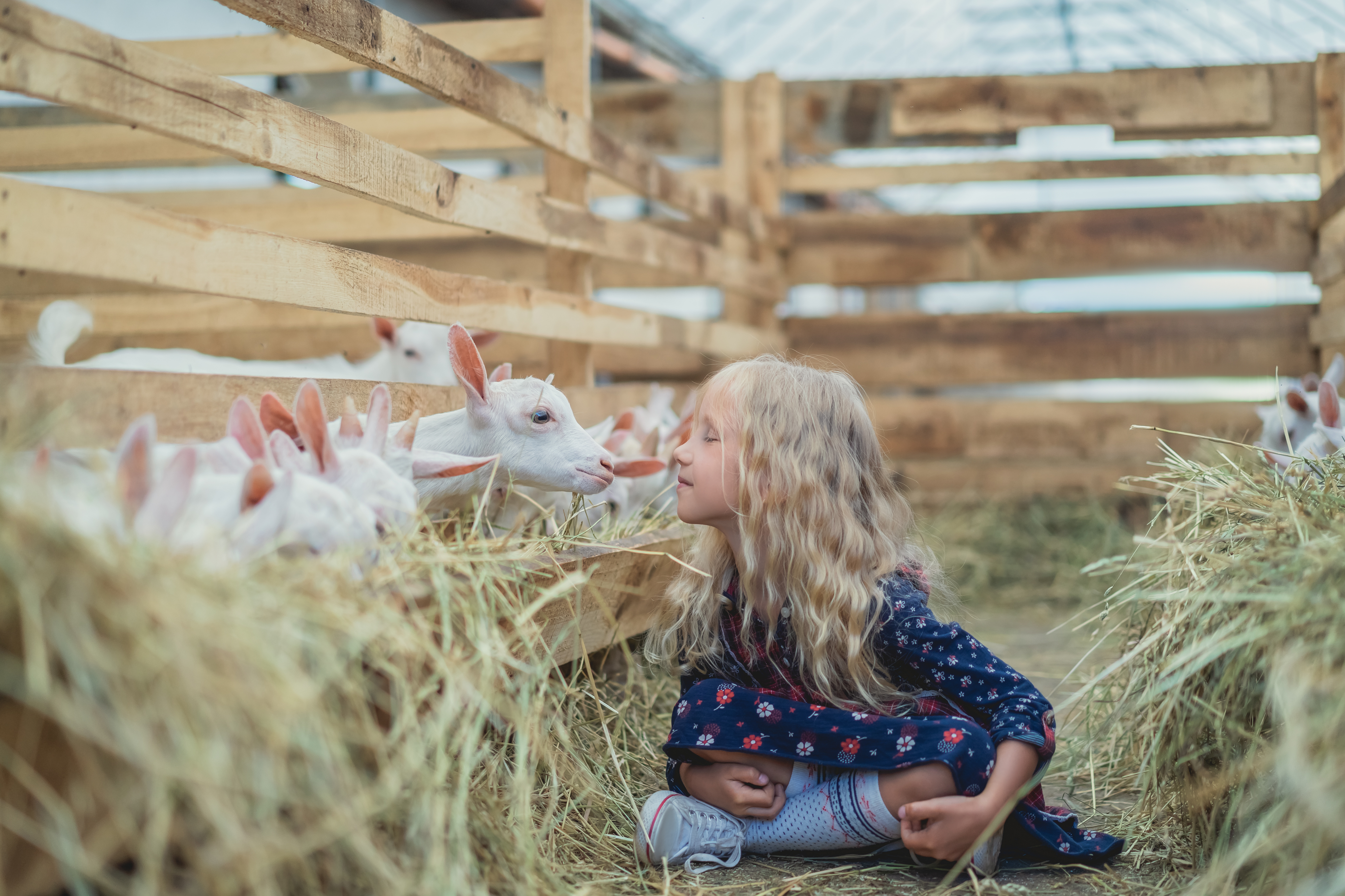 10 of the Cutest Farm Animal Photos You've Ever Seen-7