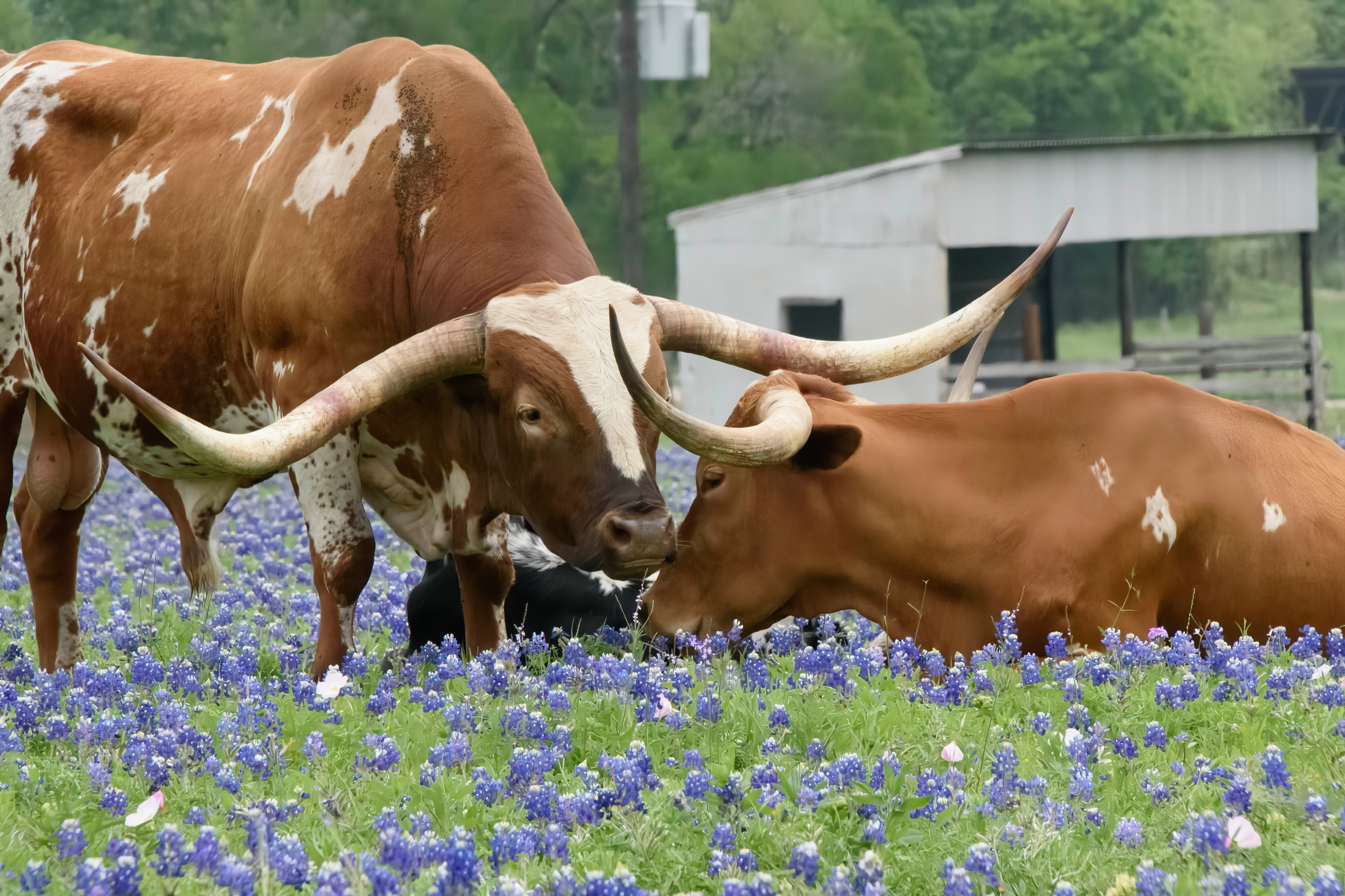 10 of the Cutest Farm Animal Photos You've Ever Seen-8