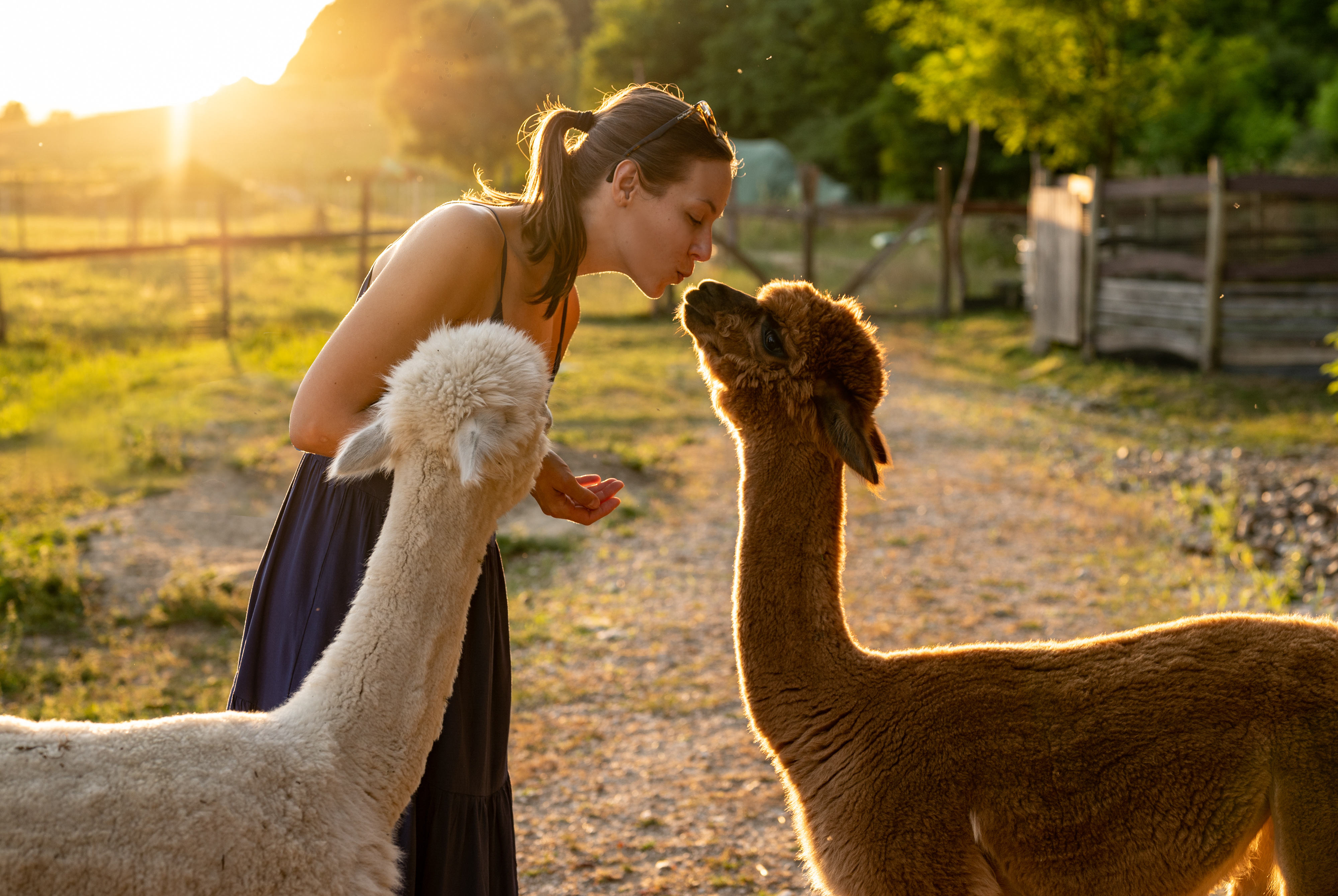 10 of the Cutest Farm Animal Photos You've Ever Seen-9