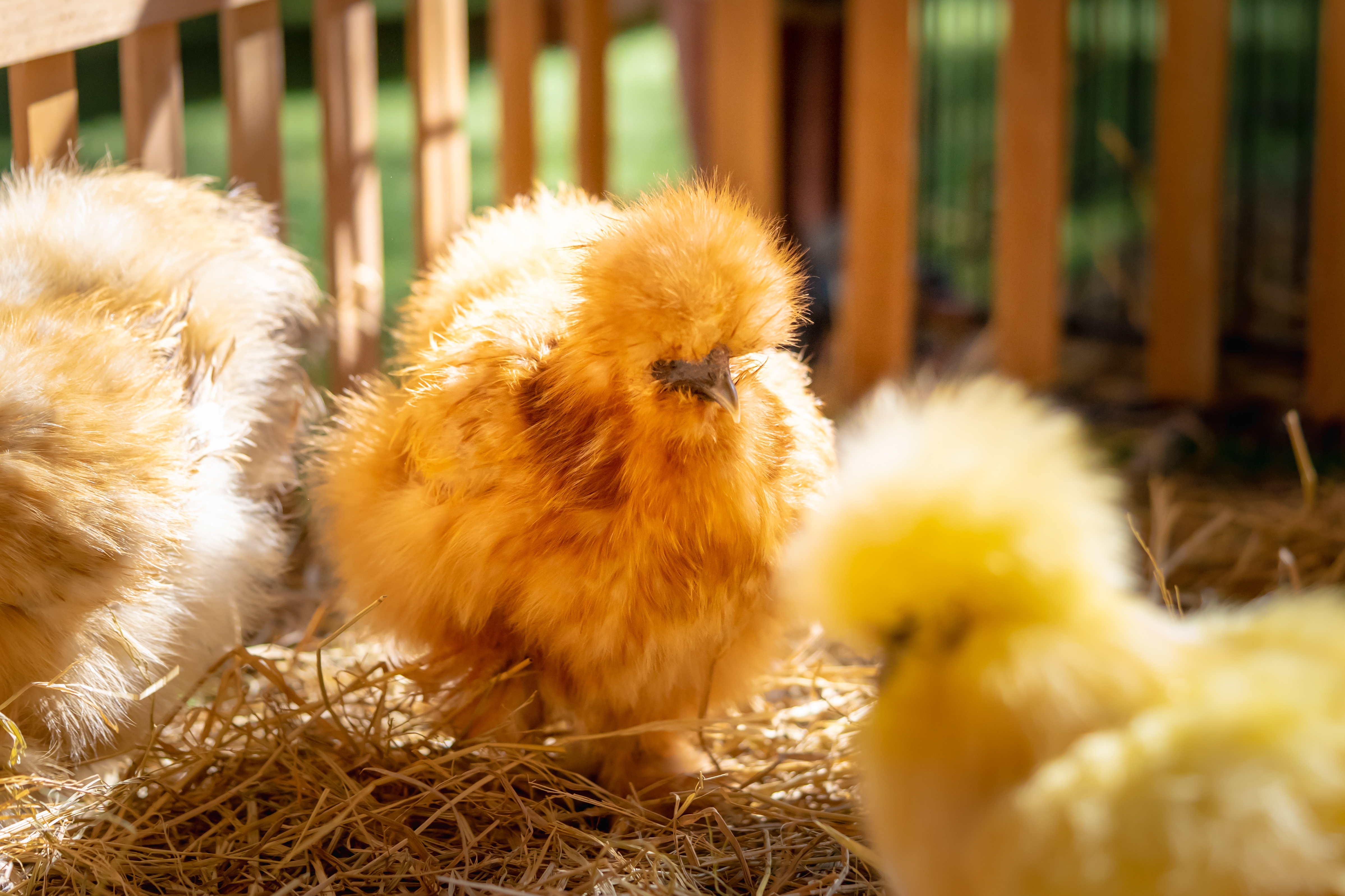 10 of the Cutest Farm Animal Photos You've Ever Seen-10
