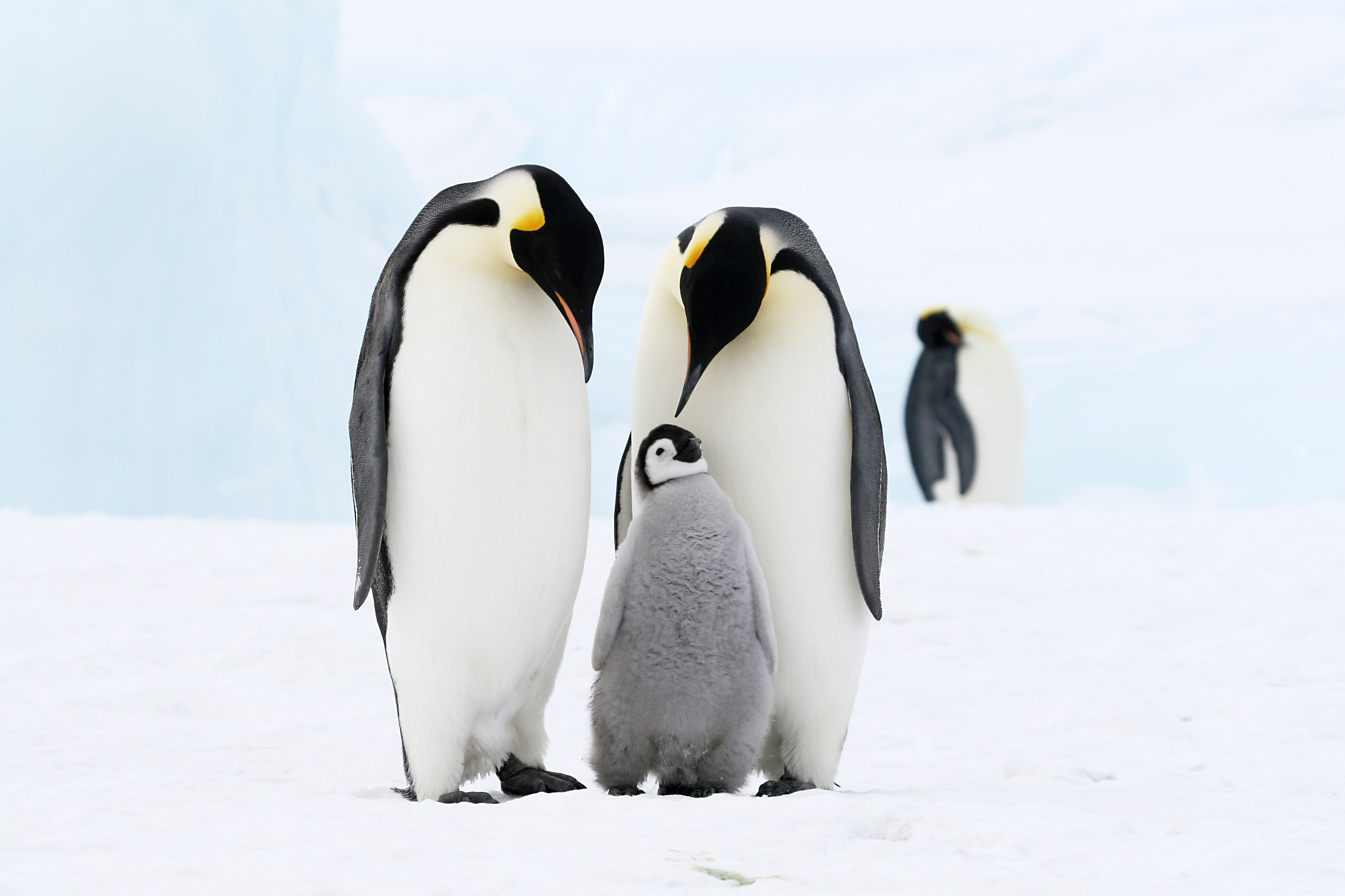 10 Penguin Facts That Will Melt Your Heart-2