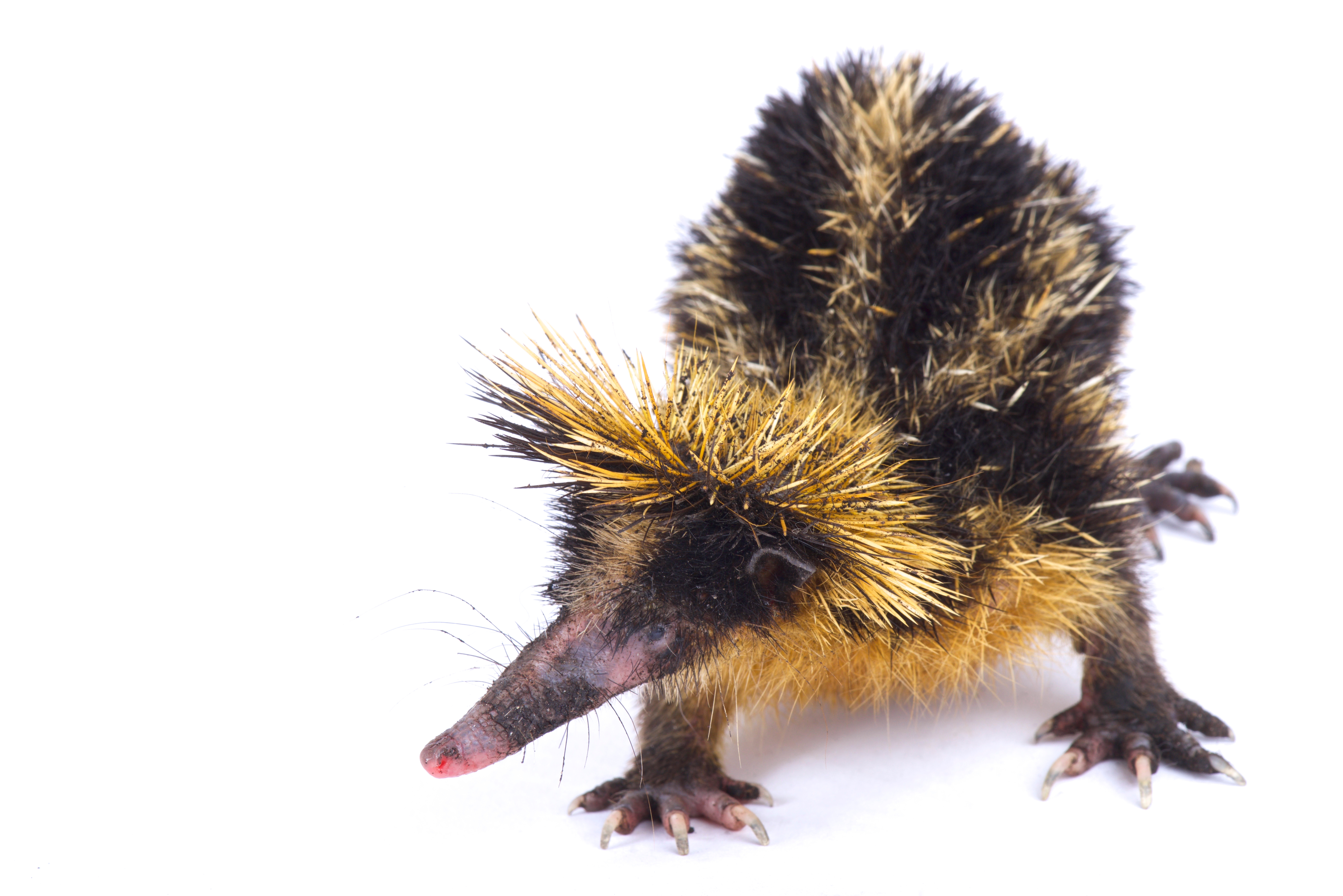 10 Unusual Animals You-ve Never Heard Of-11