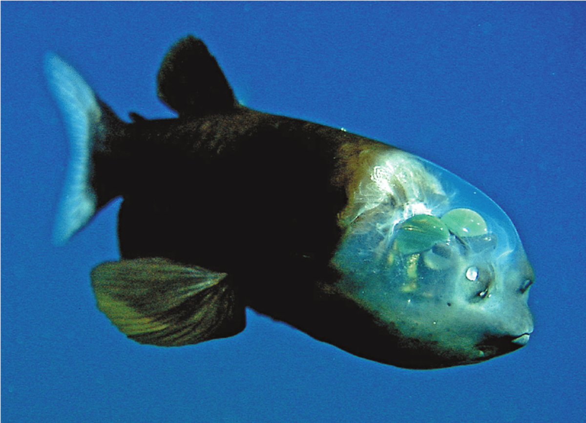 10 Unusual Animals You've Never Heard Of - 9