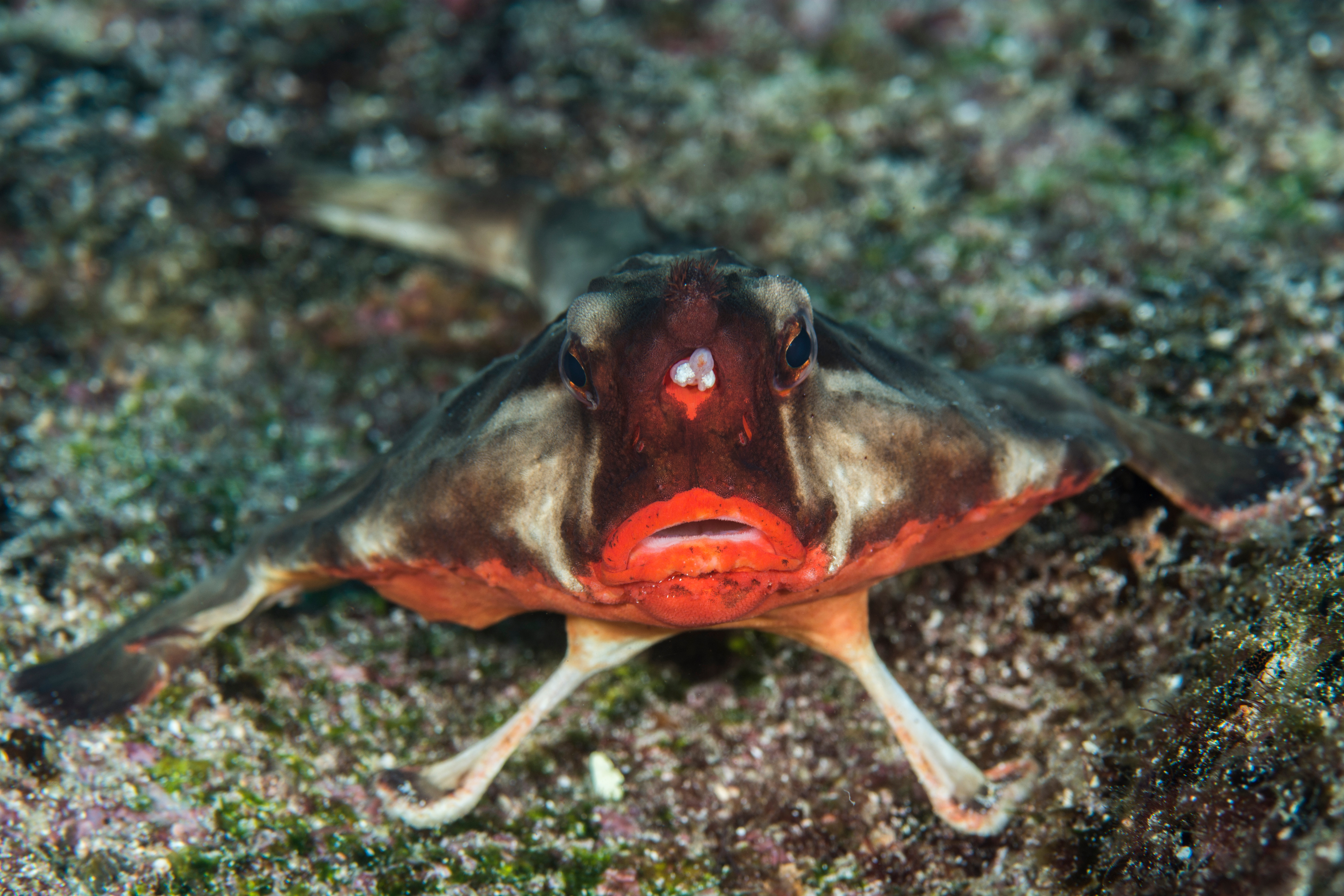 10 Unusual Animals You've Never Heard Of - 1