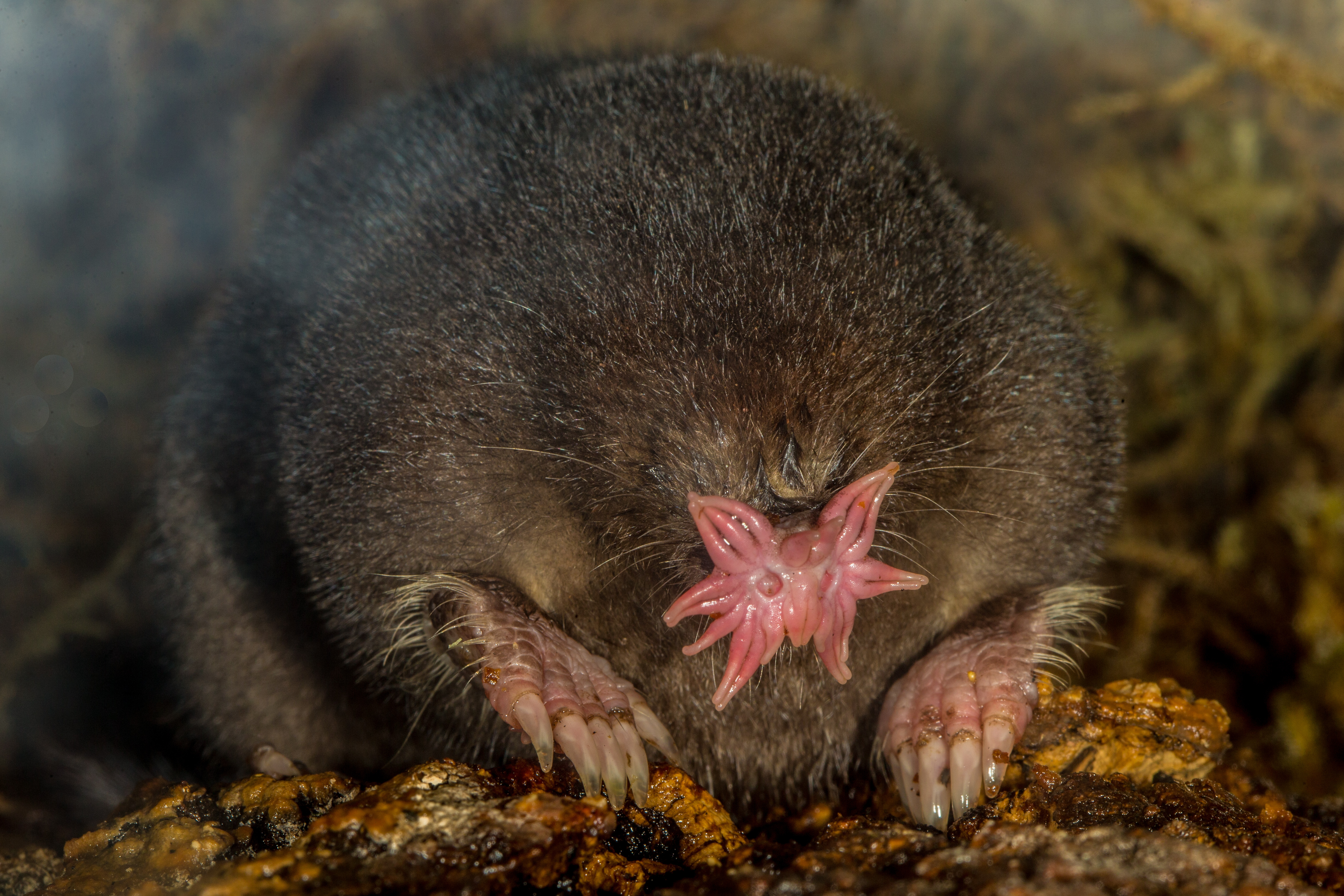 10 Unusual Animals You've Never Heard Of-2