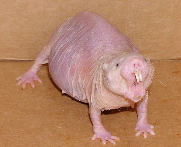 10 Unusual Animals You've Never Heard Of-3