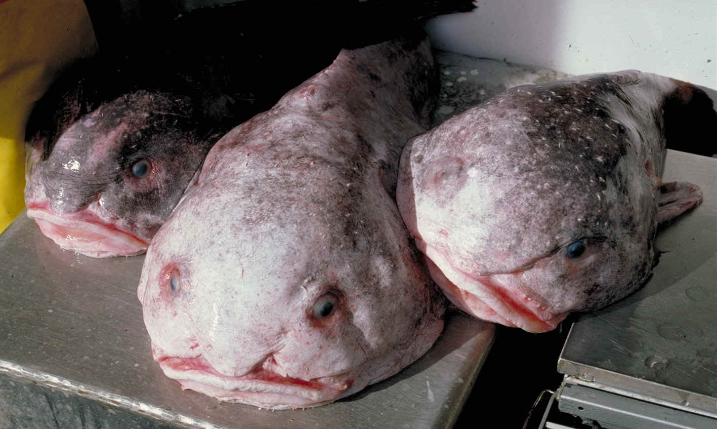 10 Unusual Animals You've Never Heard Of-4