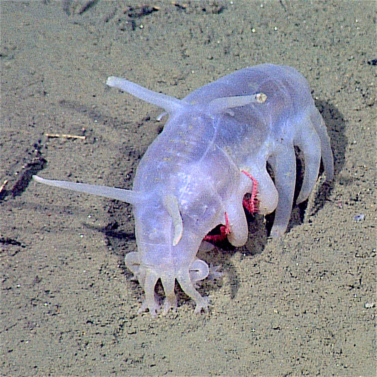10 Unusual Animals You've Never Heard Of- 6