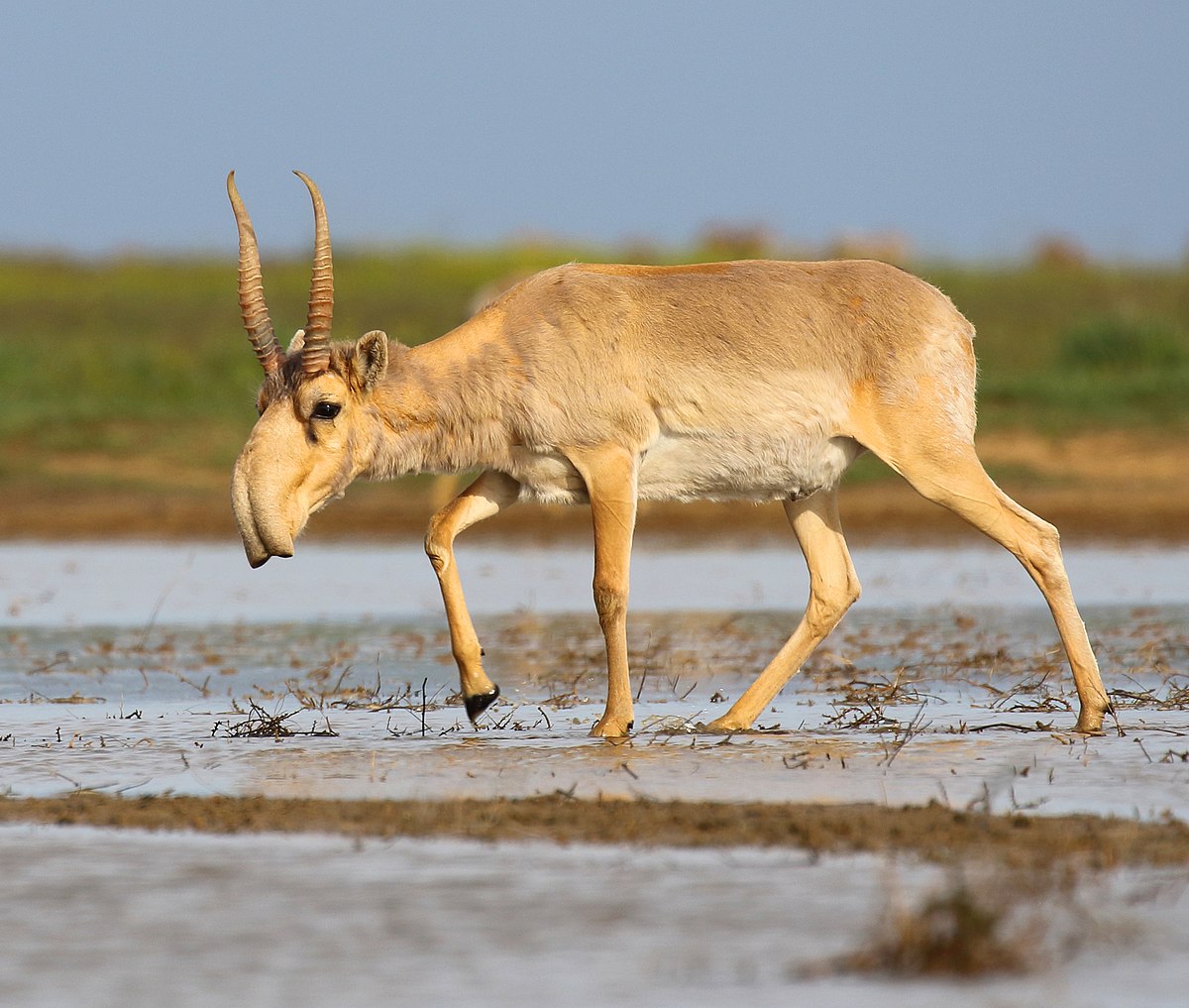 10 Unusual Animals You've Never Heard Of- 8
