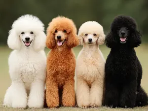 44 Poodles Found Neglected in Oregon Home