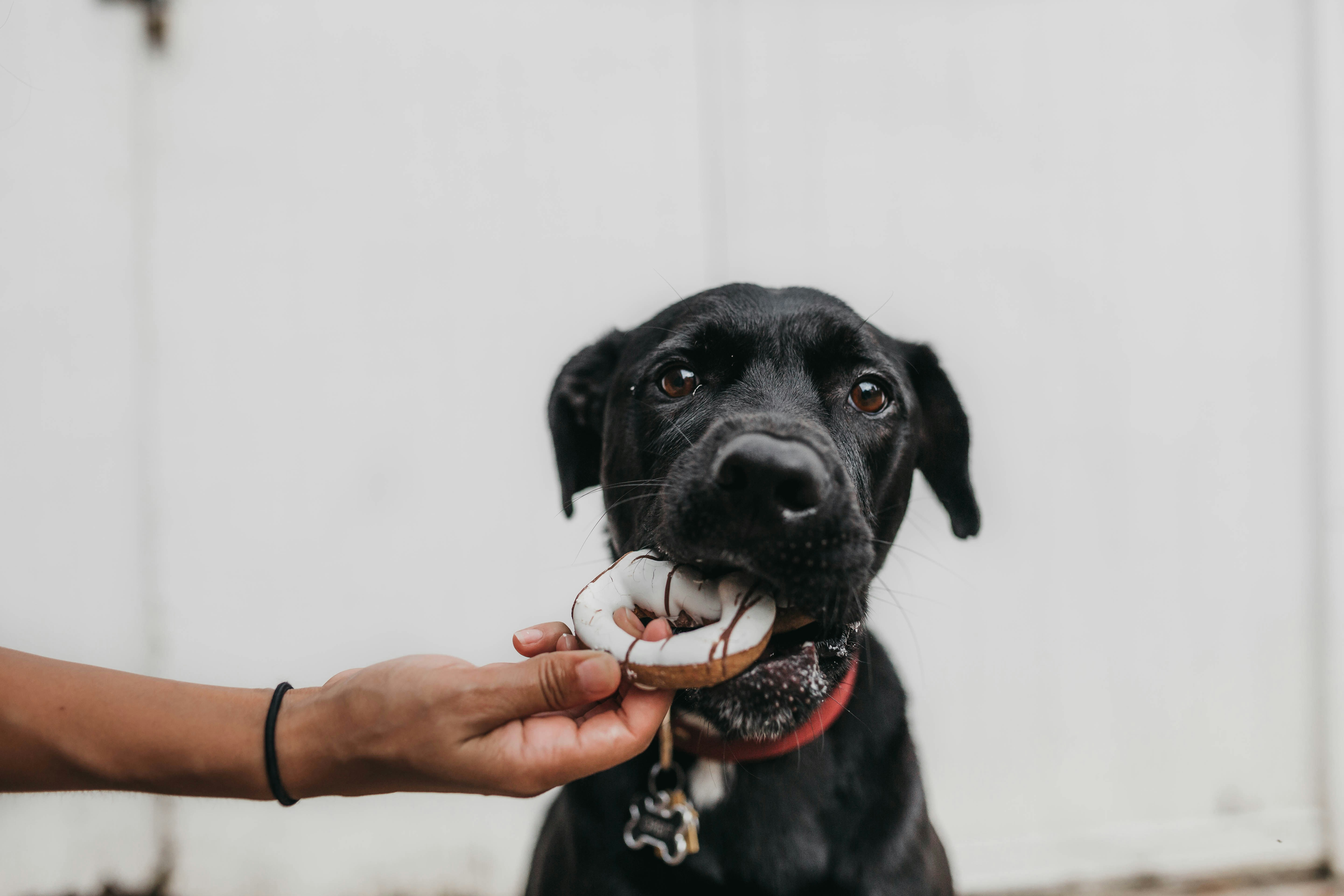 5 Food Dogs Should Never Eat -2
