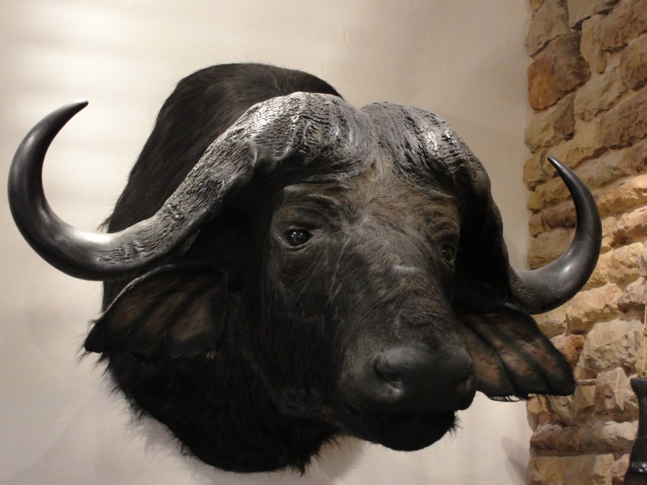5 Shocking Facts About Trophy Hunting-3