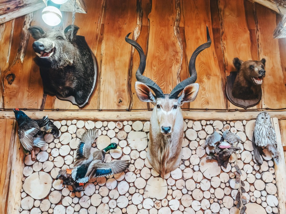 5 Shocking Facts About Trophy Hunting-4