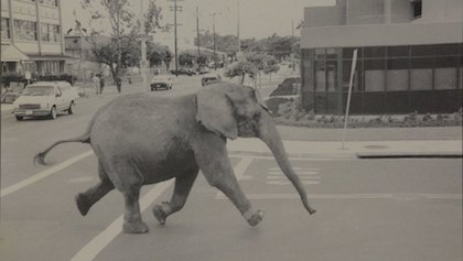 When Nature Strikes Back: 5 Tragic Fatal Animal Attacks-2