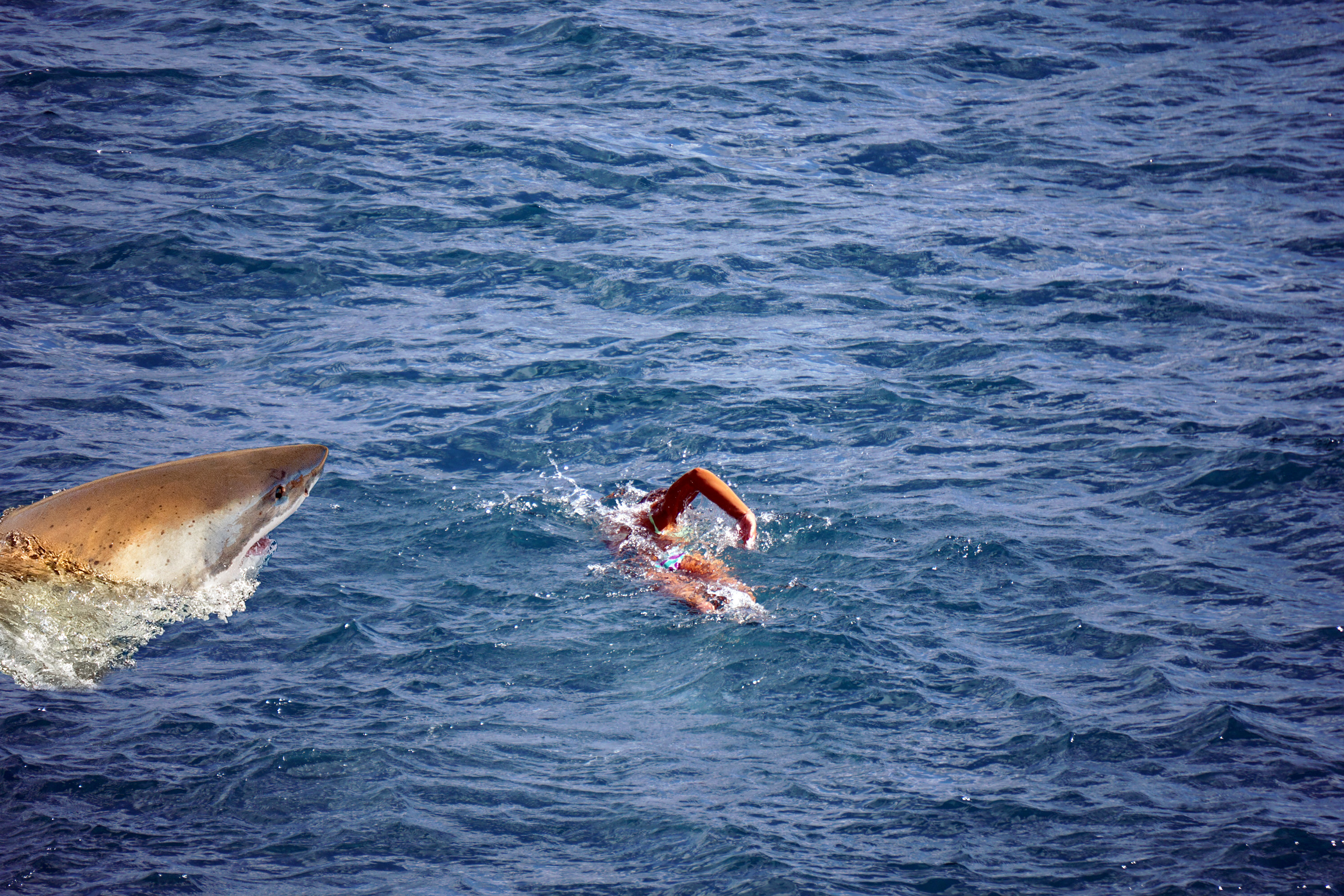 When Nature Strikes Back: 5 Tragic Fatal Animal Attacks-3