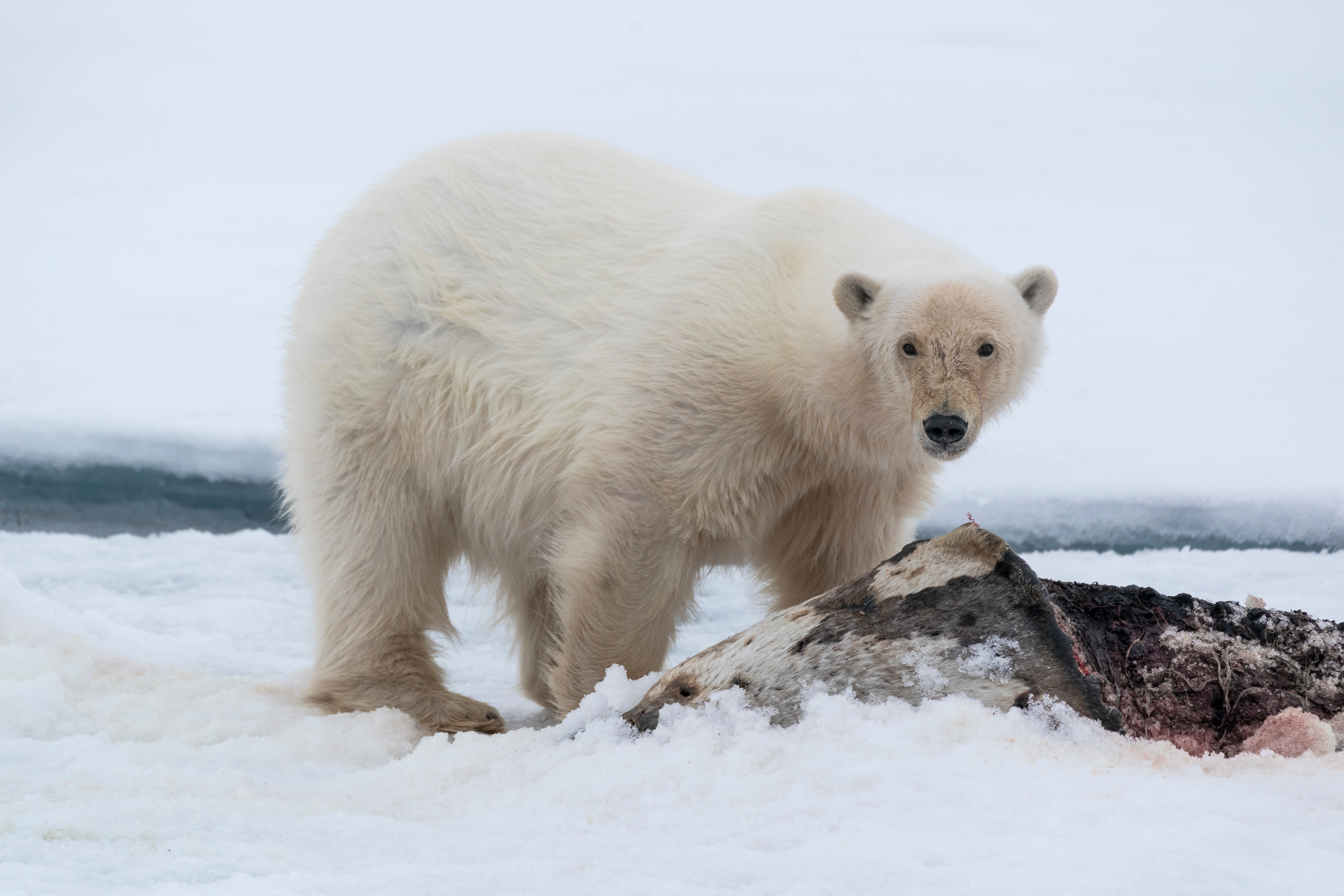 When Nature Strikes Back: 5 Tragic Fatal Animal Attacks-4
