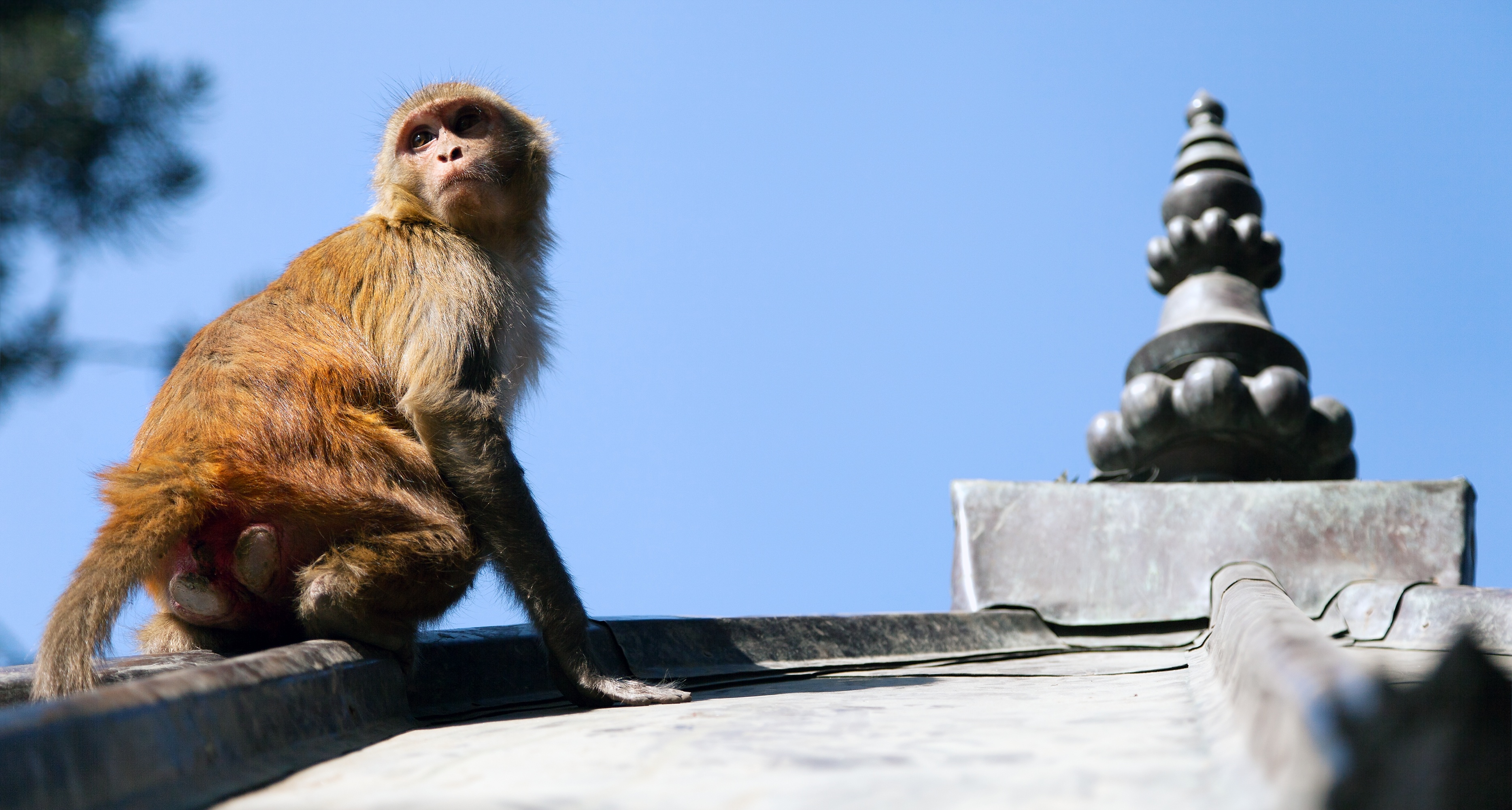 When Nature Strikes Back: 5 Tragic Fatal Animal Attacks-5