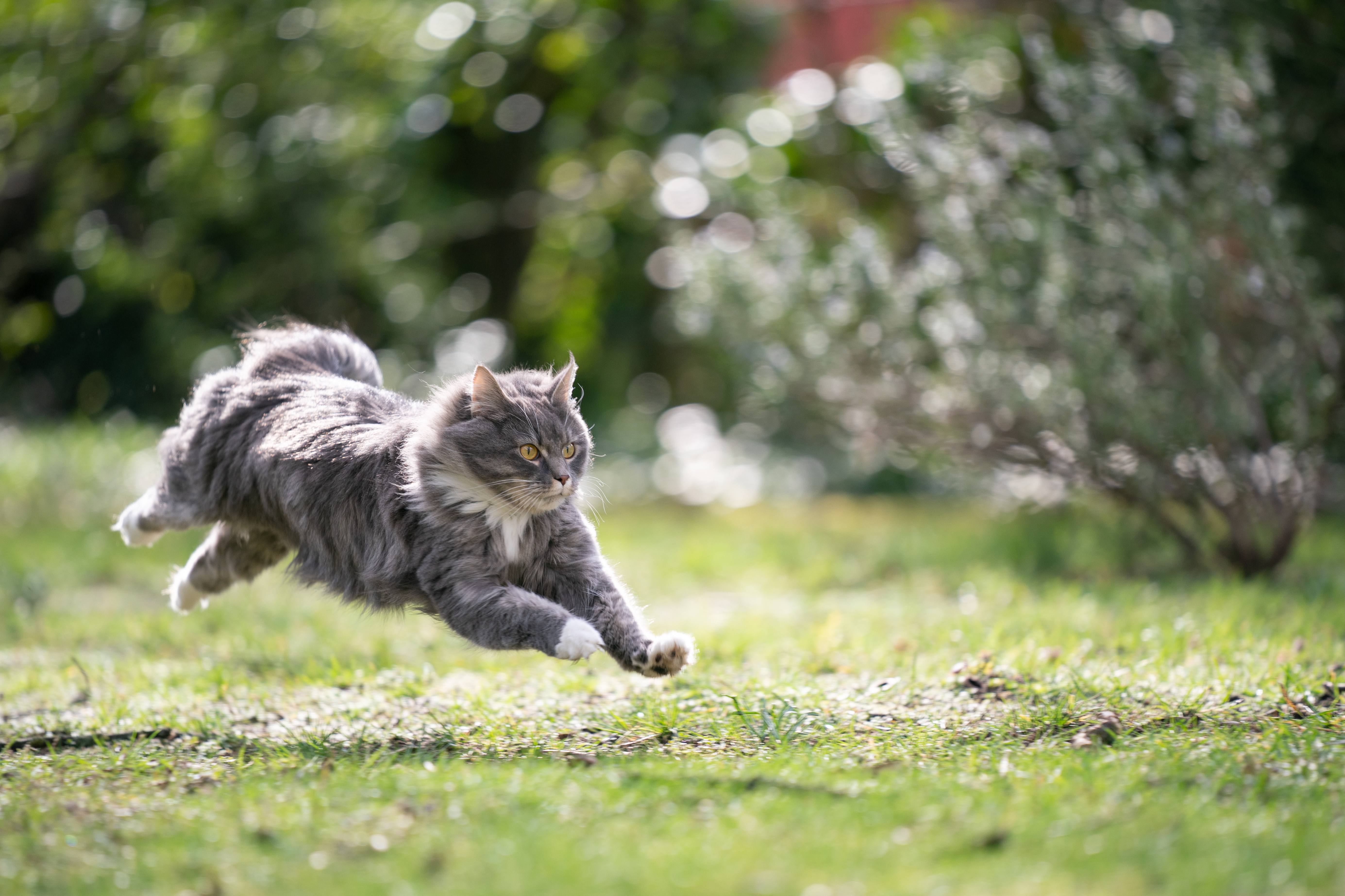 8 Surprising Facts About Cats-2