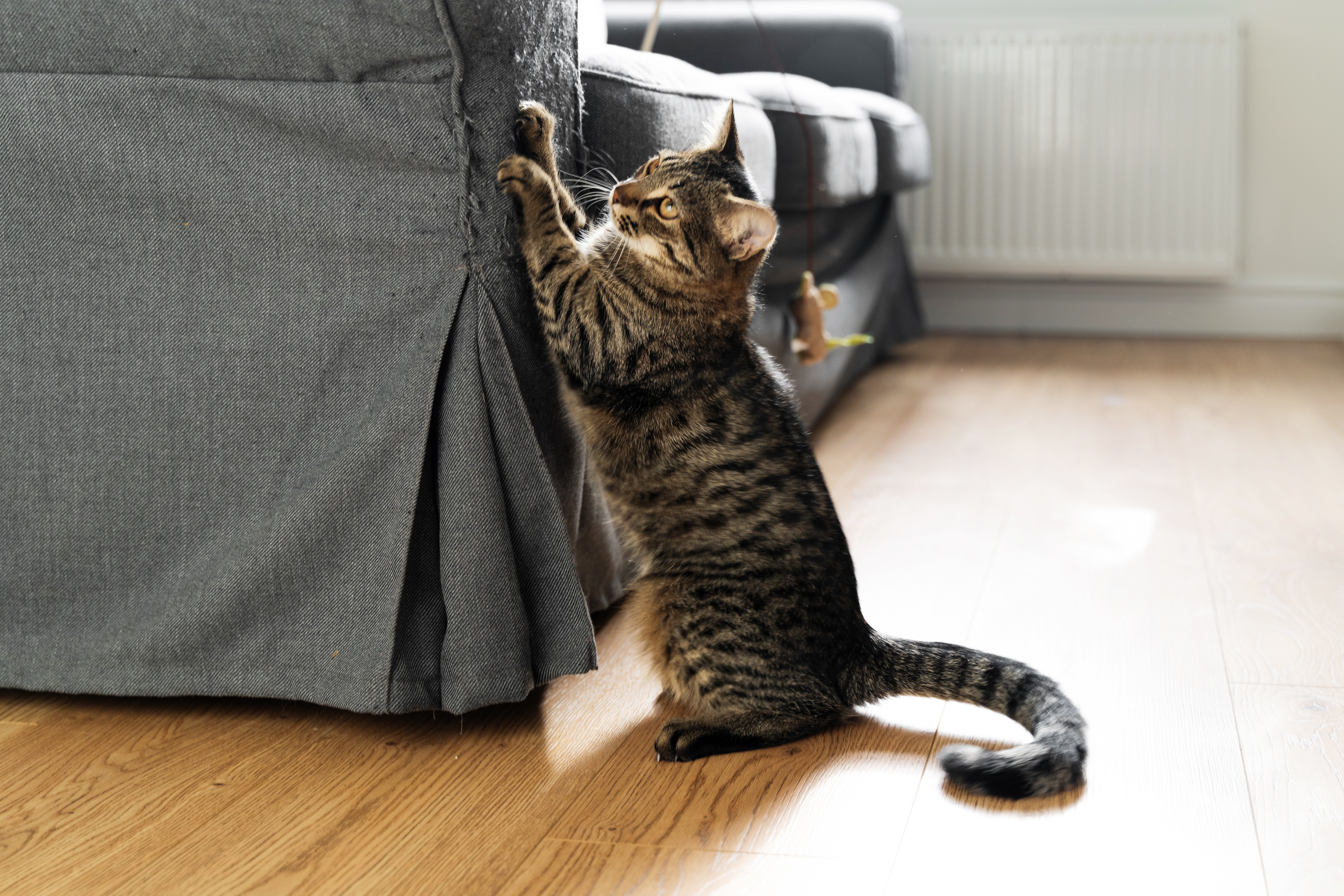 8 Surprising Facts About Cats-3