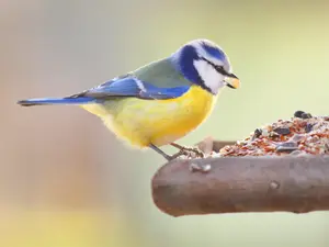 Amazing Bird Videos From Backyard Feeders