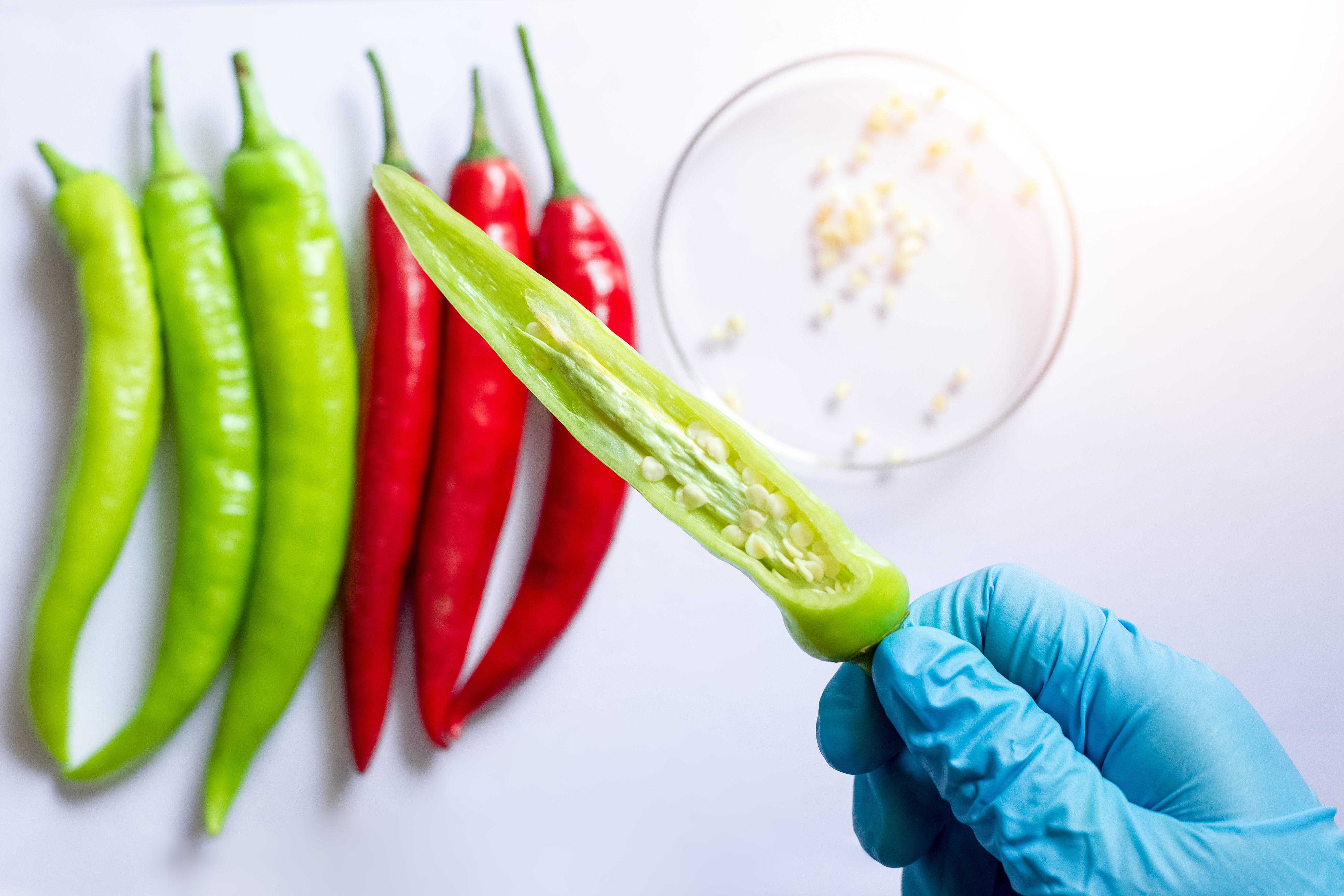 Turn Up the Heat The Hottest Peppers in the World-5