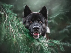Barking Dog Played Key Role in O.J. Simpson Case