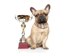 Barking News: This is America's New Favorite Dog
