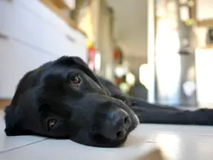 Beloved Family Pet Dead in FL Resort Neglect