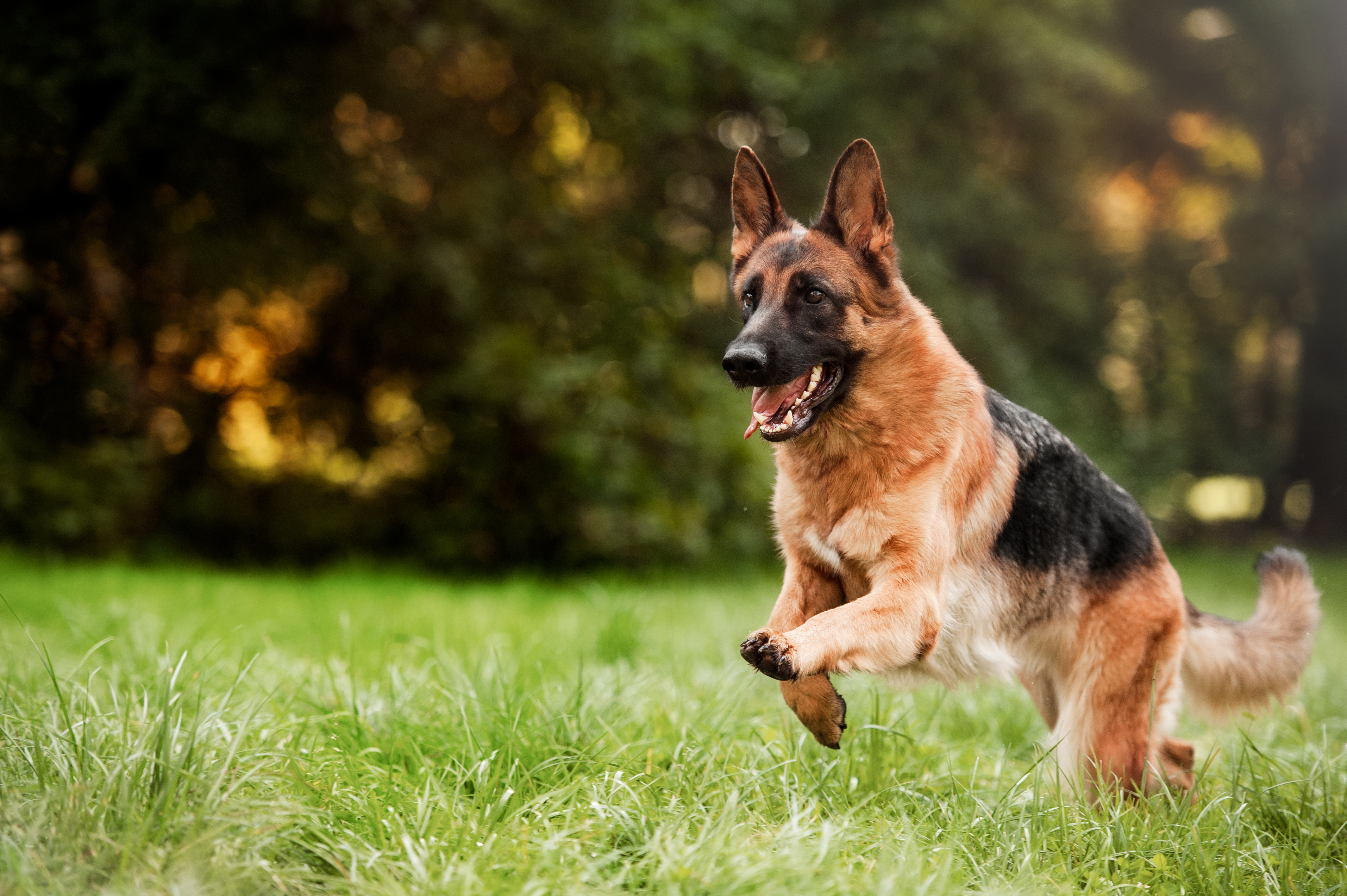 Commander and Teeth? President-s Dog Has Over 24 Bite Incidents -3