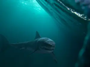 Brutal Shark Attack at NC's Shores