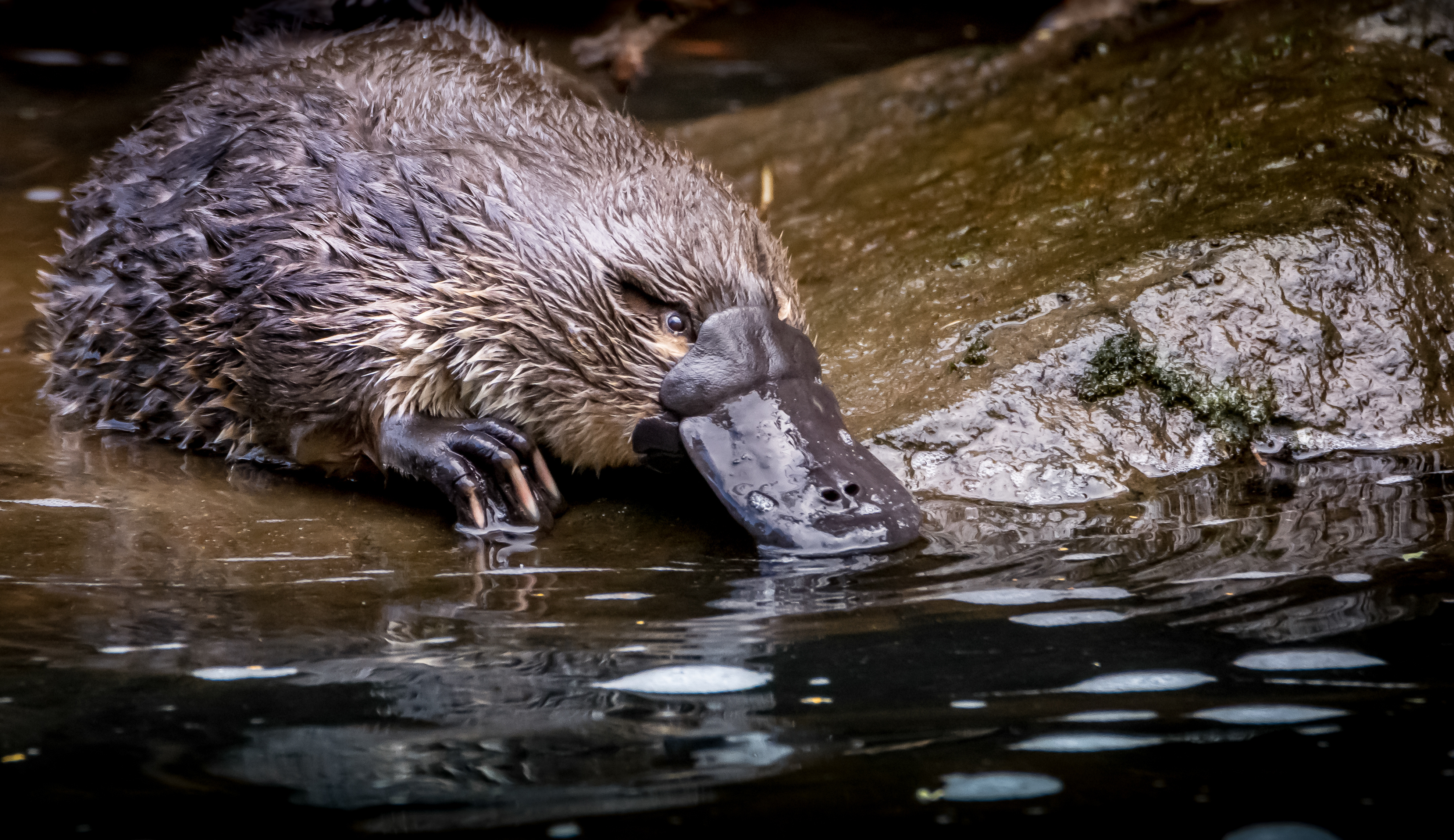 Platypus