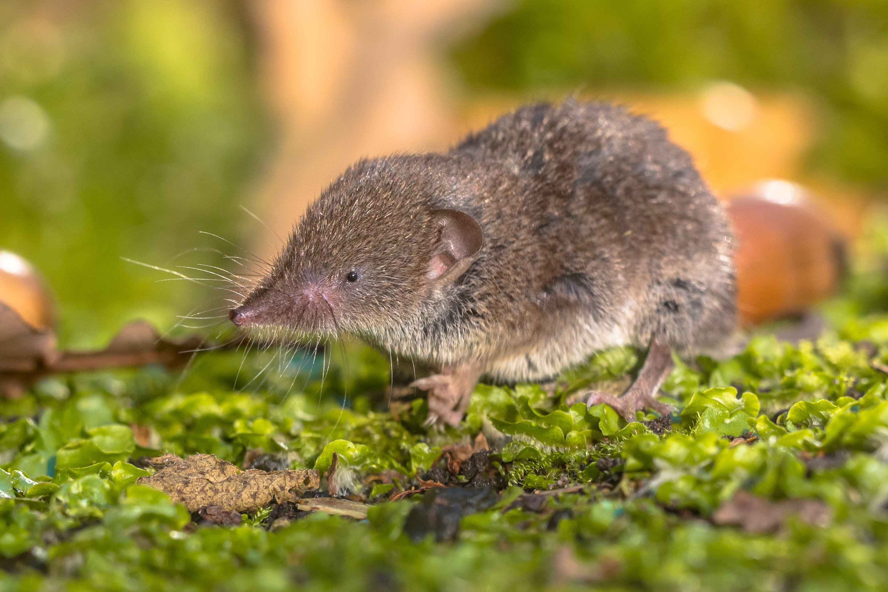 shrew
