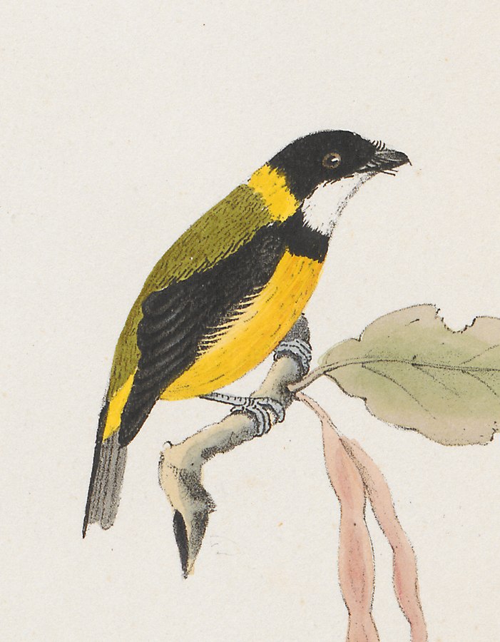 regent whistler