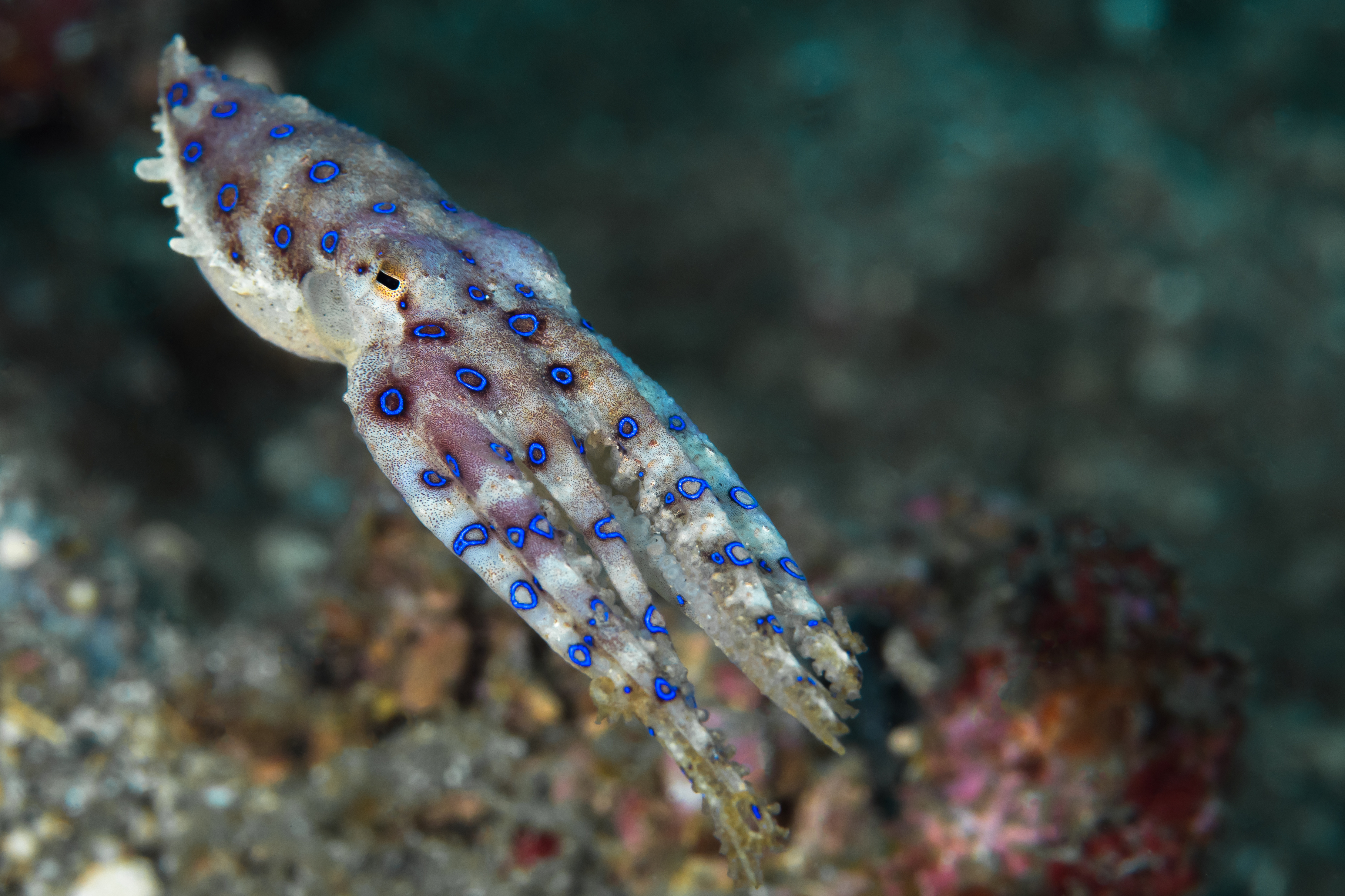blue-ringed octopus