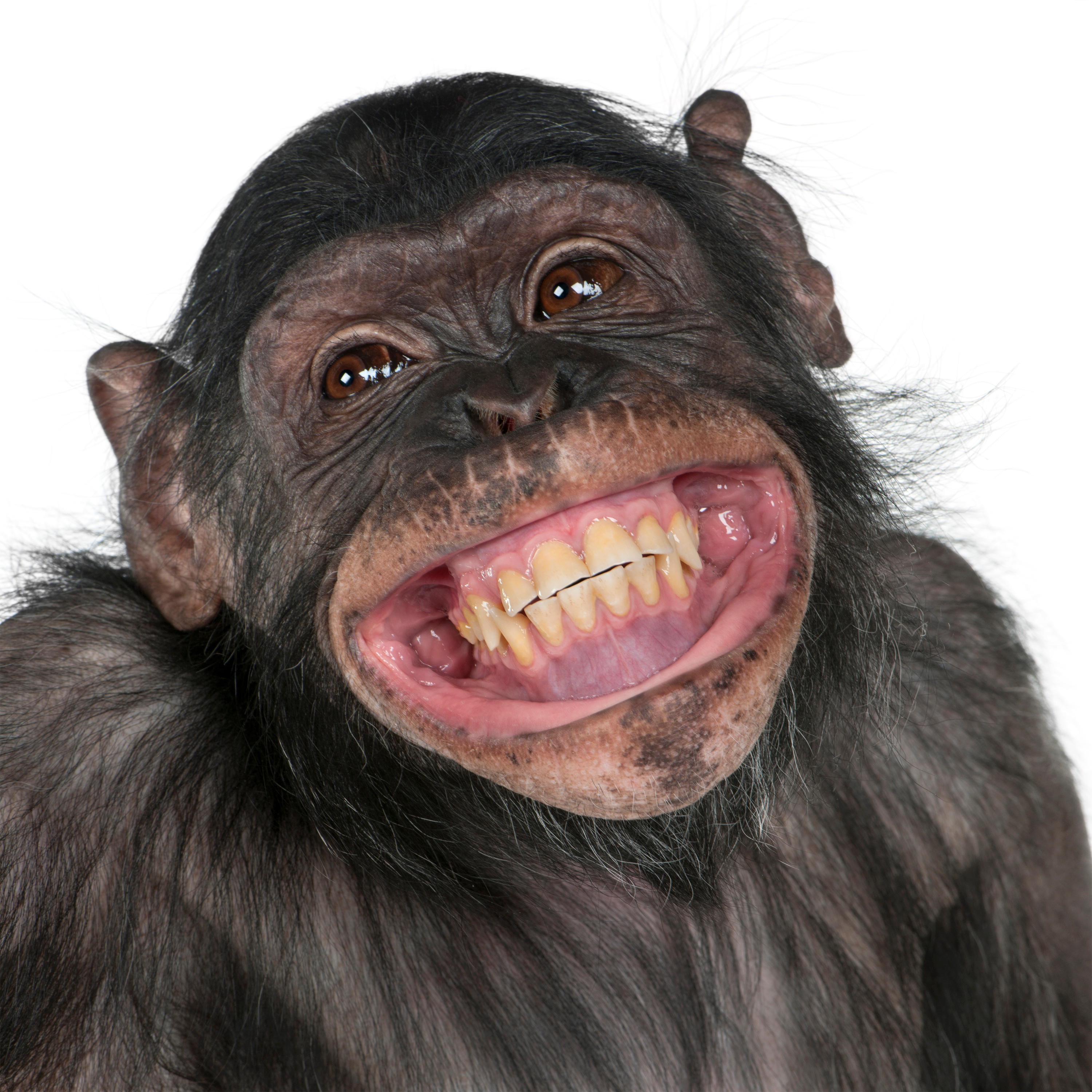 The Surprising Science Behind What Makes Us Laugh-4