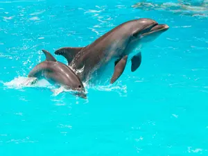 Dolphin Moms Use Baby Talk to Teach Their Calves