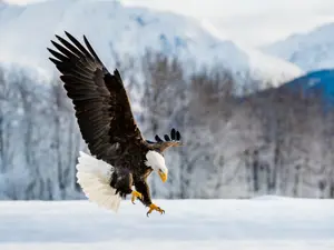 Eagle Slaughter Exposed: The Shocking Reality of Illegal Wildlife Trade!