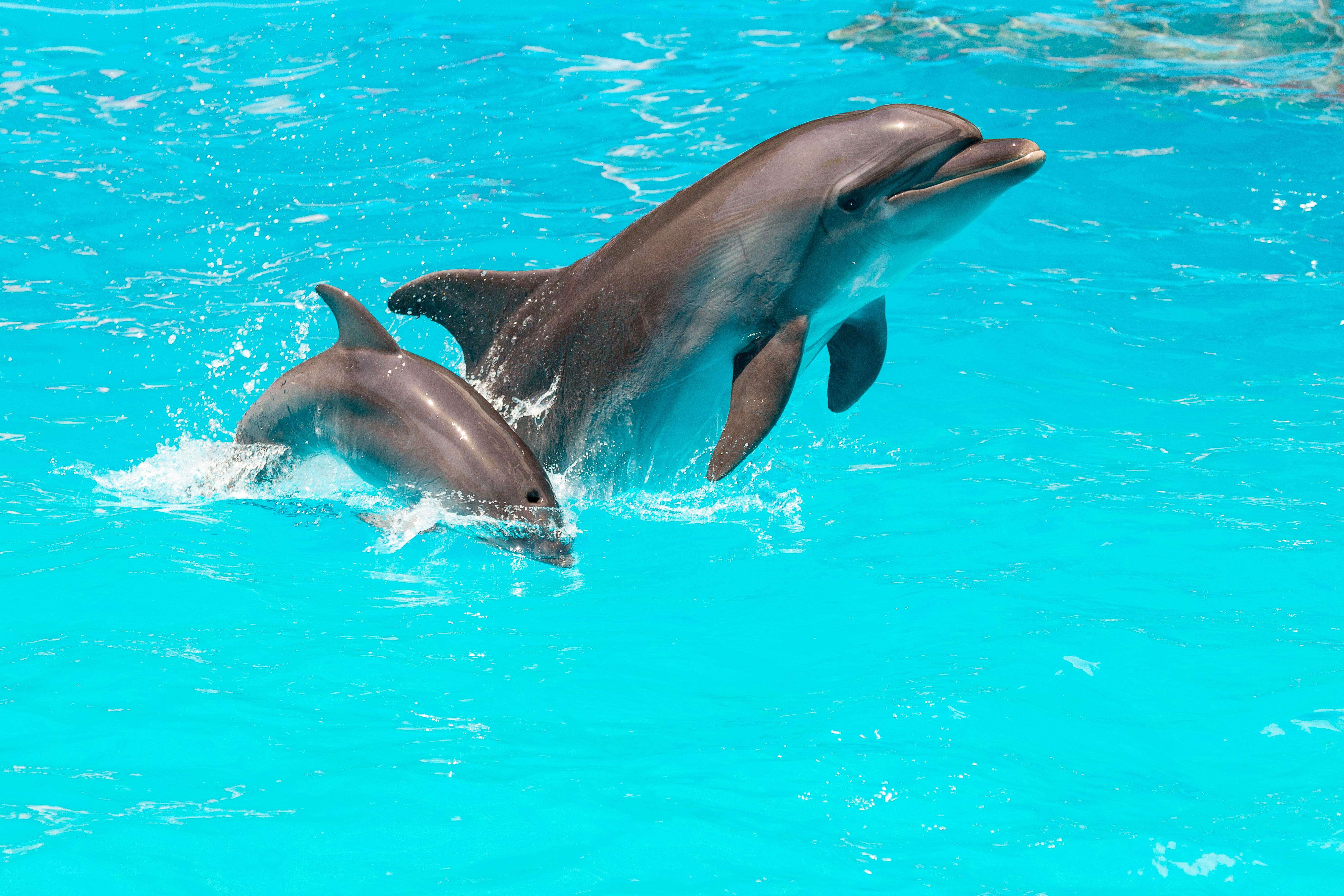 dolphins