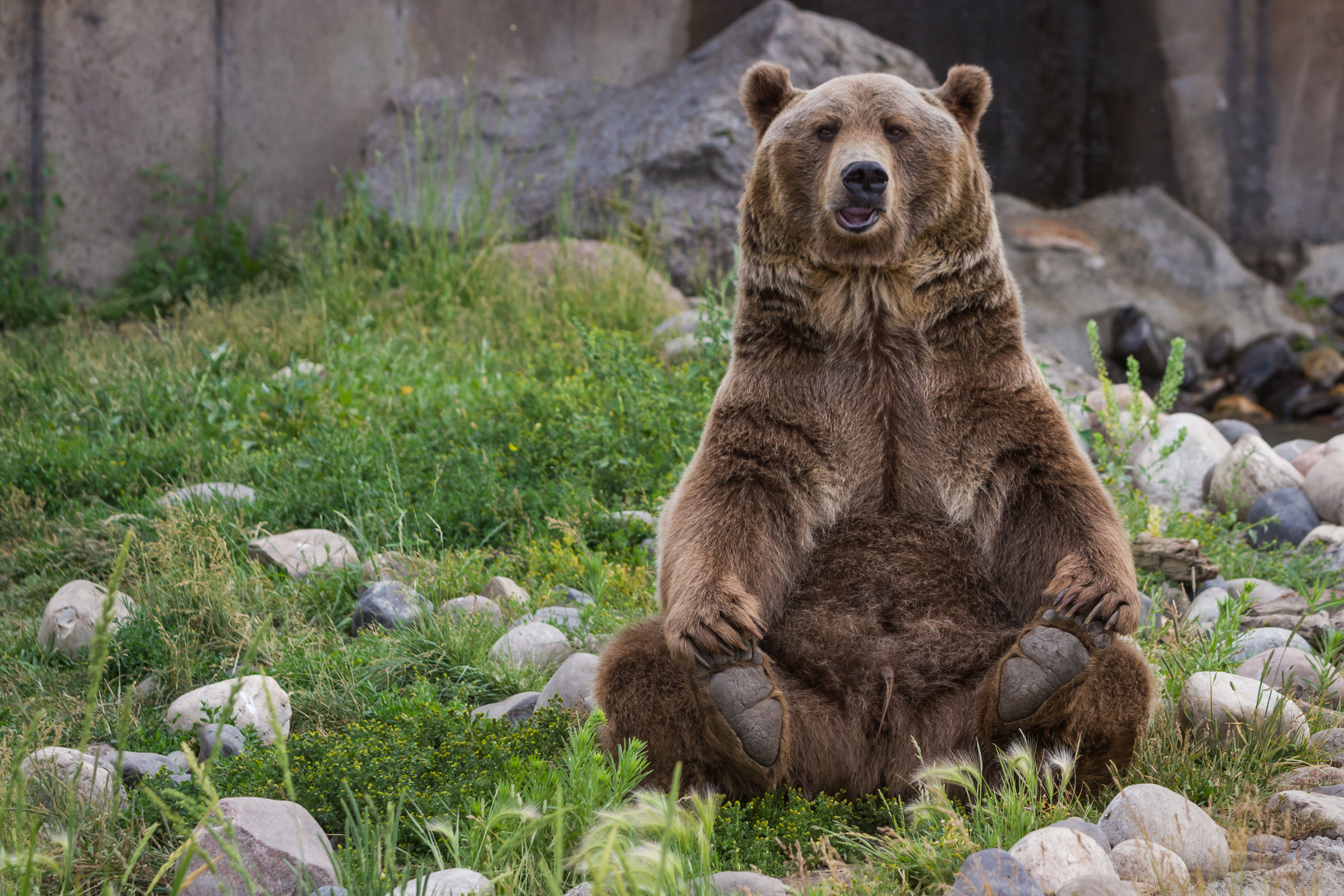 bear