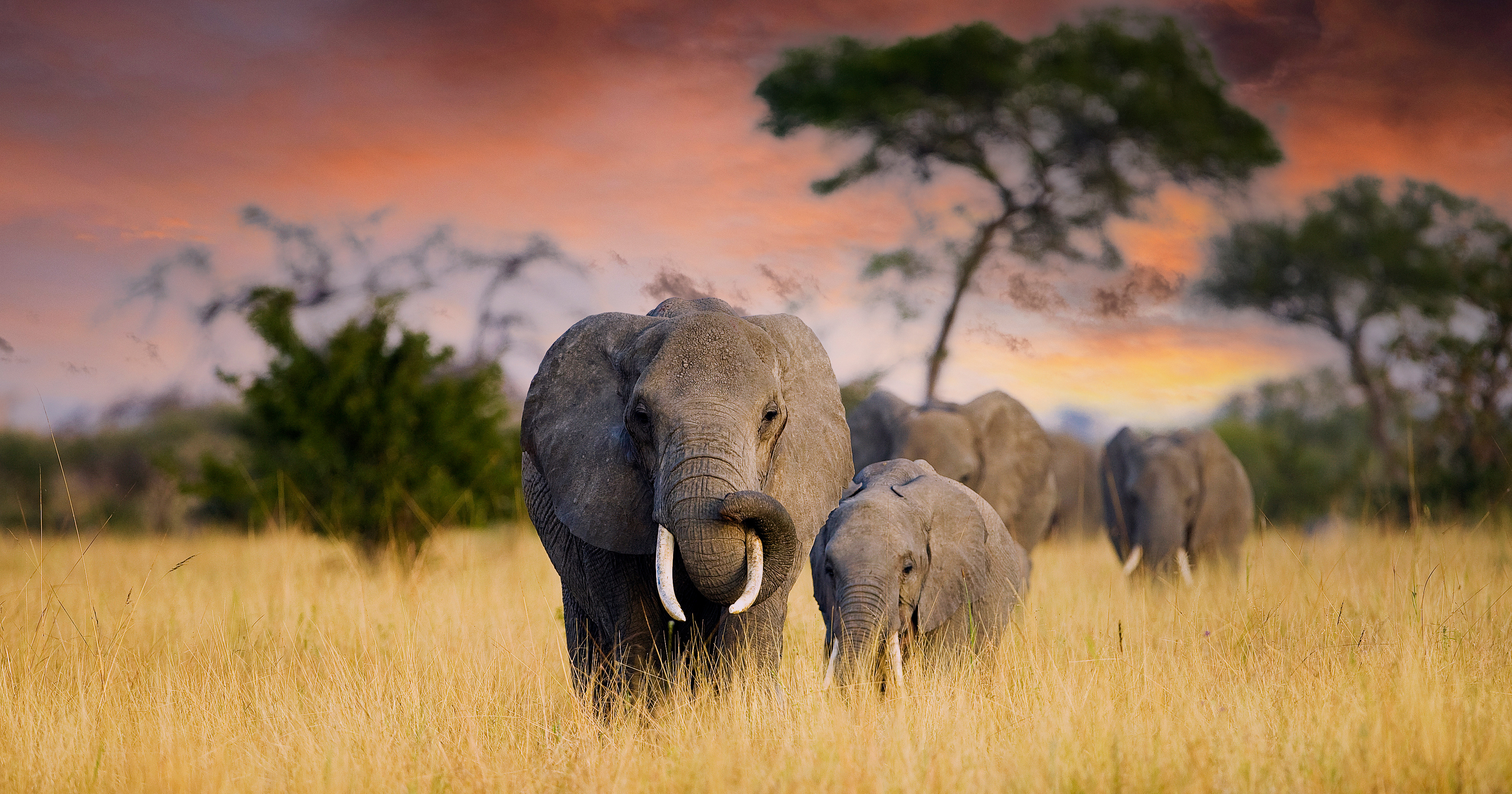 elephants