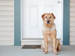 Florida Man Allegedly Threatens to 'Eat' Neighbor's Dog