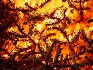 Why the Fox News Christmas Tree Was Set on Fire