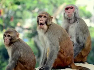 How 43 Monkeys Escaped a Lab in South Carolina