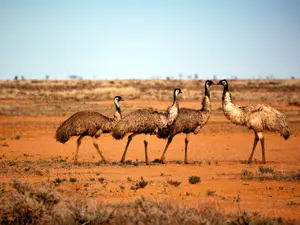 How Australia Lost a War to Birds