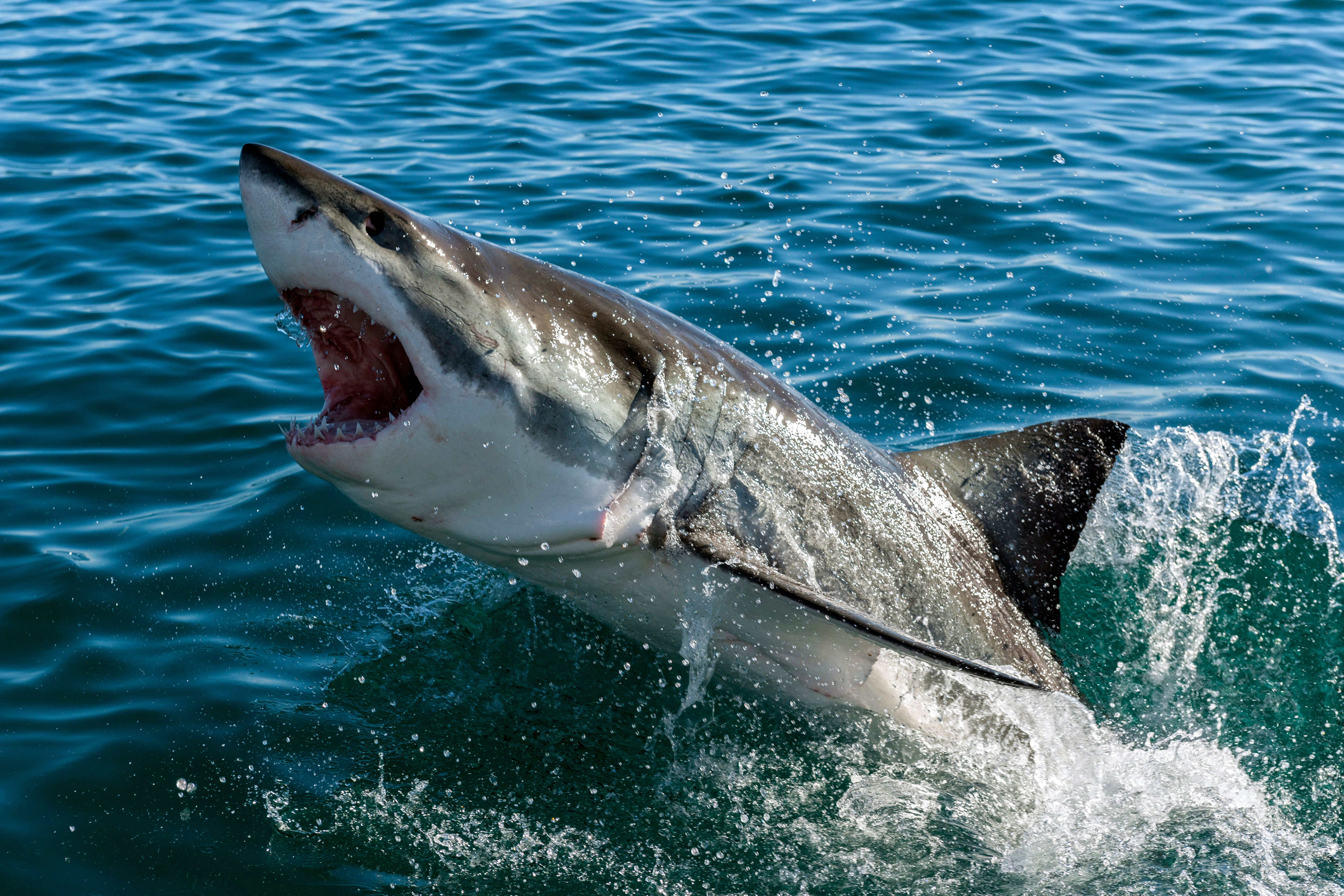 How Common Are Shark Attacks-3?