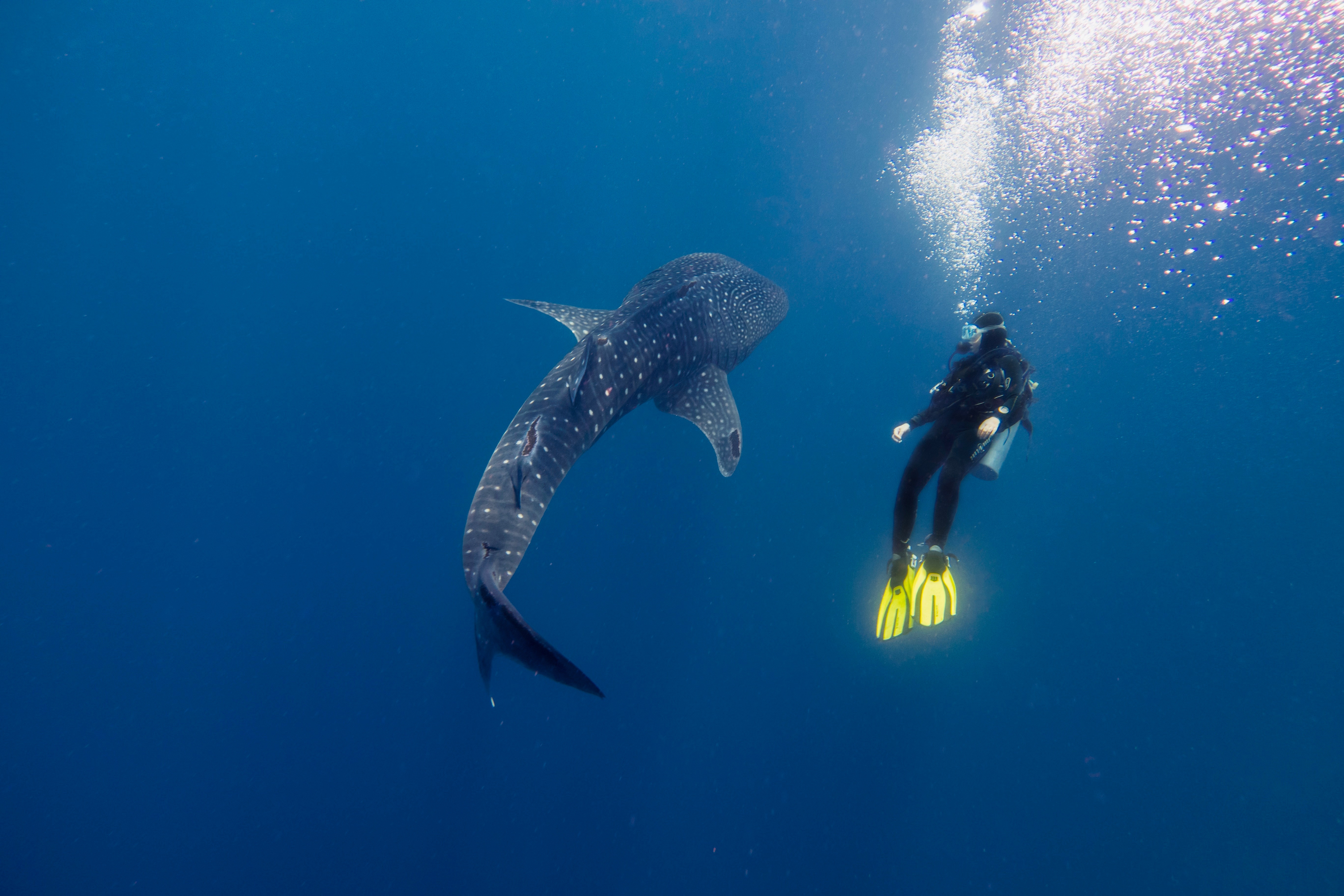 How Common Are Shark Attacks-4?
